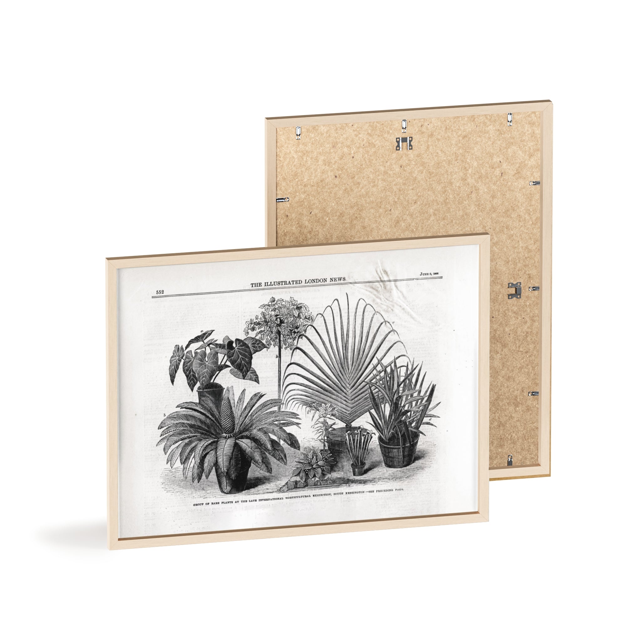 Group of Rare Plants at the International Horticultural Exhibition. Vintage Botanical Print Poster with Wooden Frame — Black & White Plant Illustration