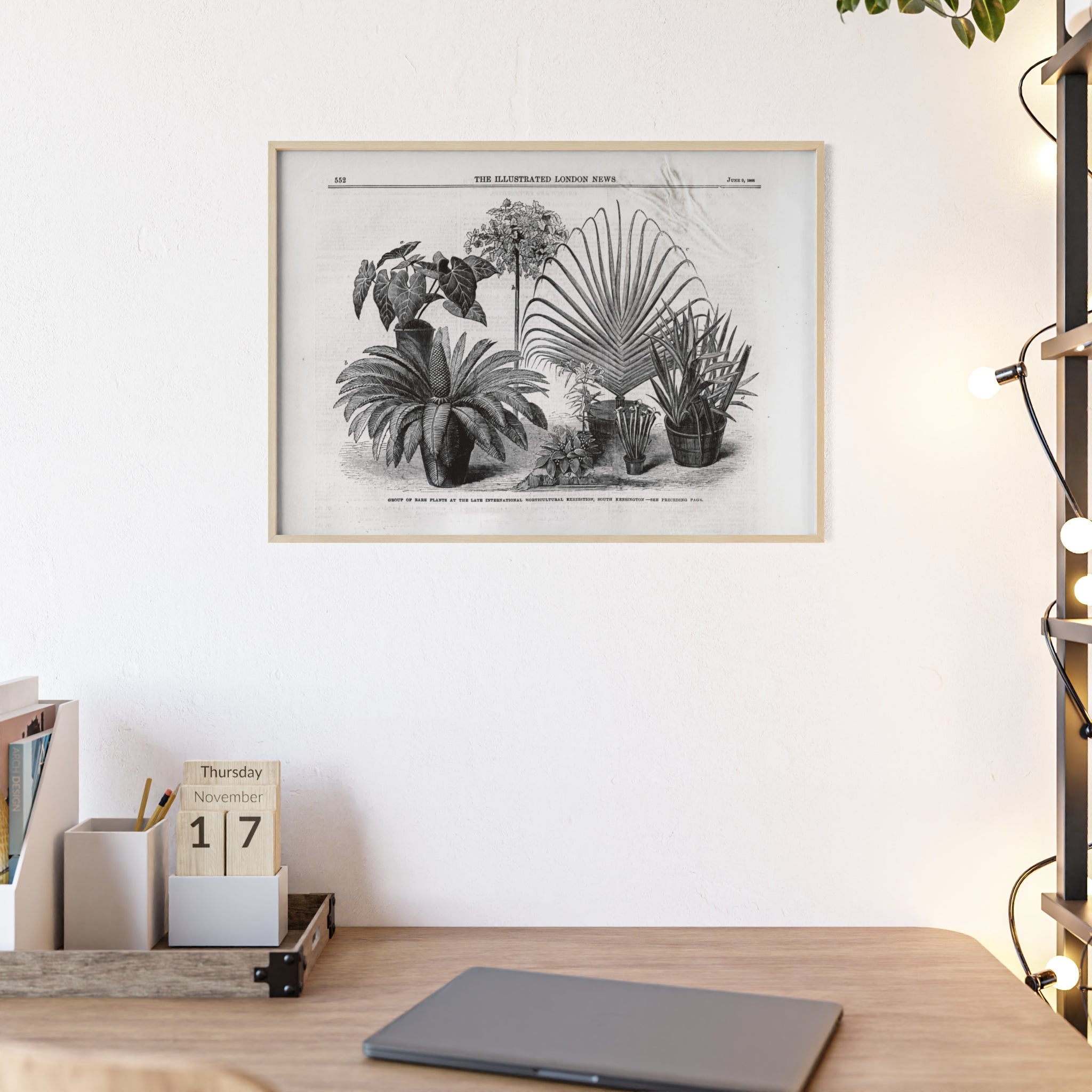 Group of Rare Plants at the International Horticultural Exhibition. Vintage Botanical Print Poster with Wooden Frame — Black & White Plant Illustration
