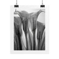 Abstract Botanical Poster — Black & White Calla Lily Photography (Rolled Poster)