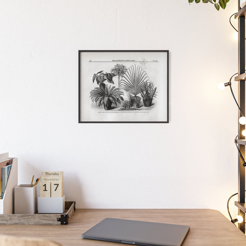 Group of Rare Plants at the International Horticultural Exhibition. Vintage Botanical Print Poster with Wooden Frame — Black & White Plant Illustration