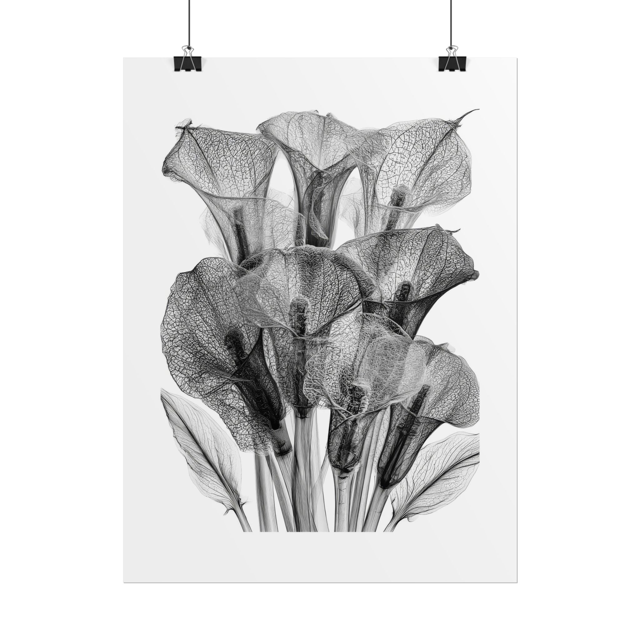 Rolled Poster - Black & White X-Ray Calla Lily Botanical Print