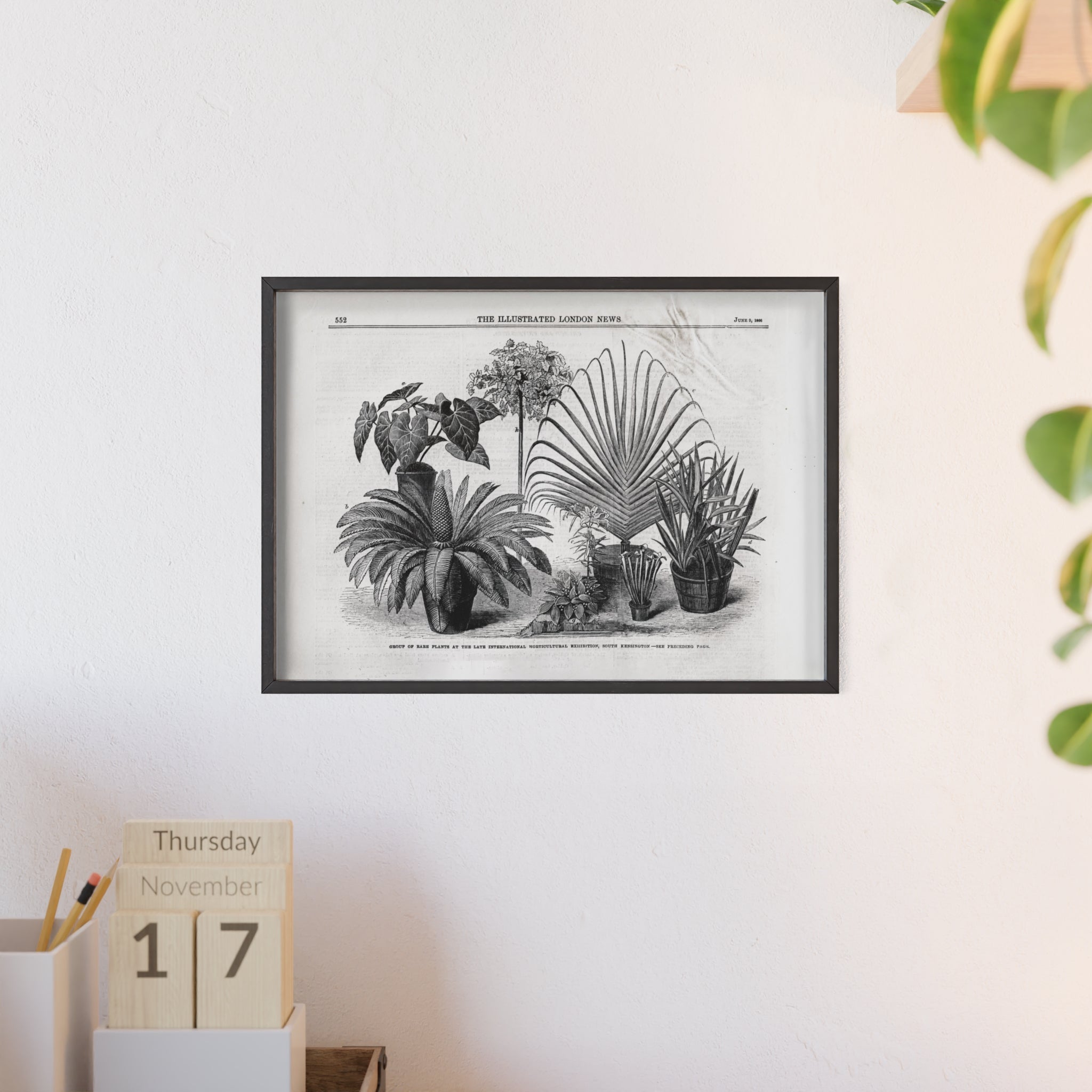 Group of Rare Plants at the International Horticultural Exhibition. Vintage Botanical Print Poster with Wooden Frame — Black & White Plant Illustration