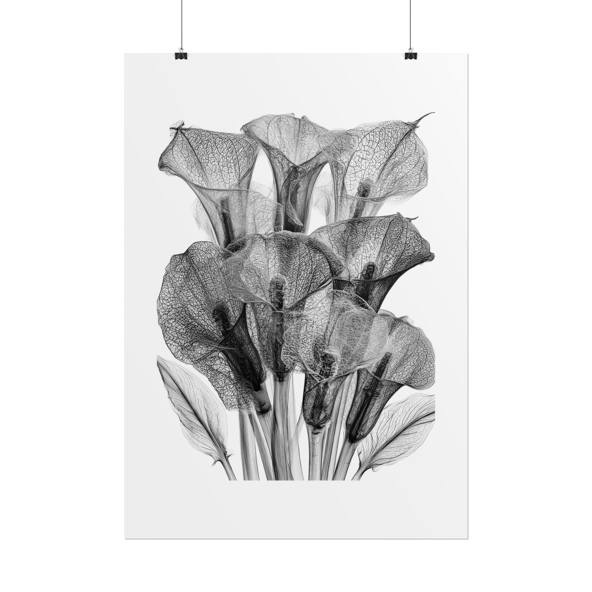 Rolled Poster - Black & White X-Ray Calla Lily Botanical Print