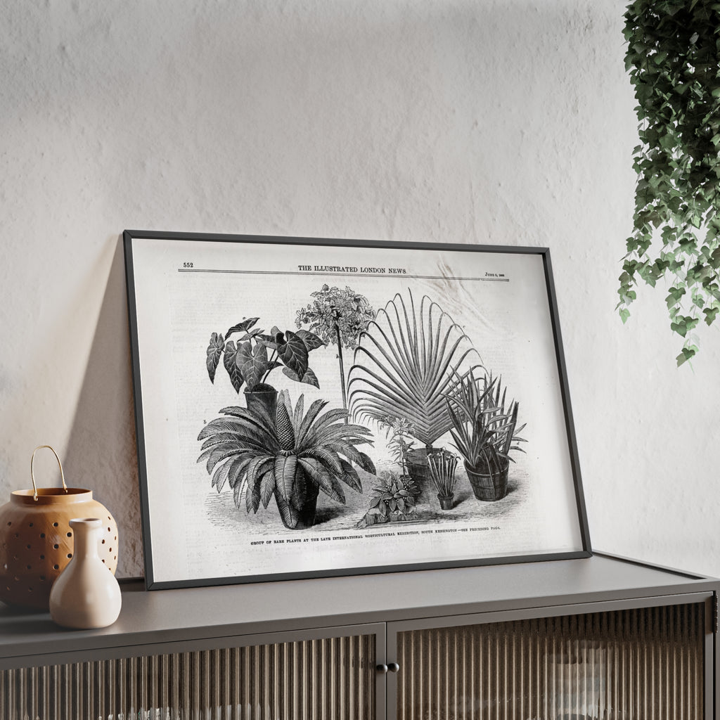 Group of Rare Plants at the International Horticultural Exhibition. Vintage Botanical Print Poster with Wooden Frame — Black & White Plant Illustration