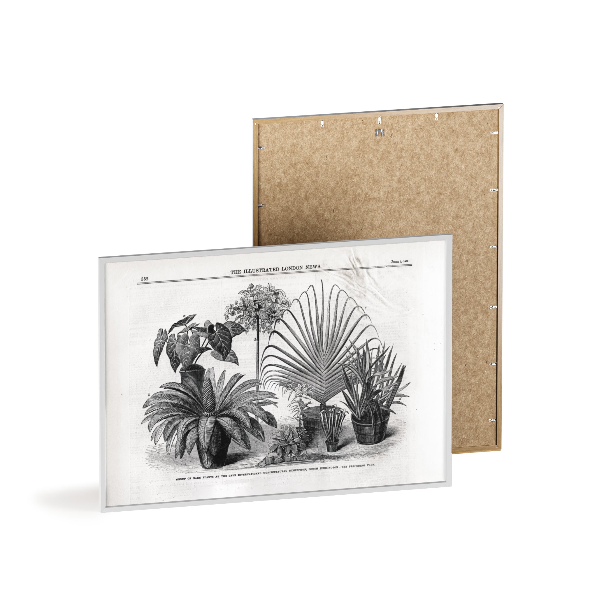 Group of Rare Plants at the International Horticultural Exhibition. Vintage Botanical Print Poster with Wooden Frame — Black & White Plant Illustration