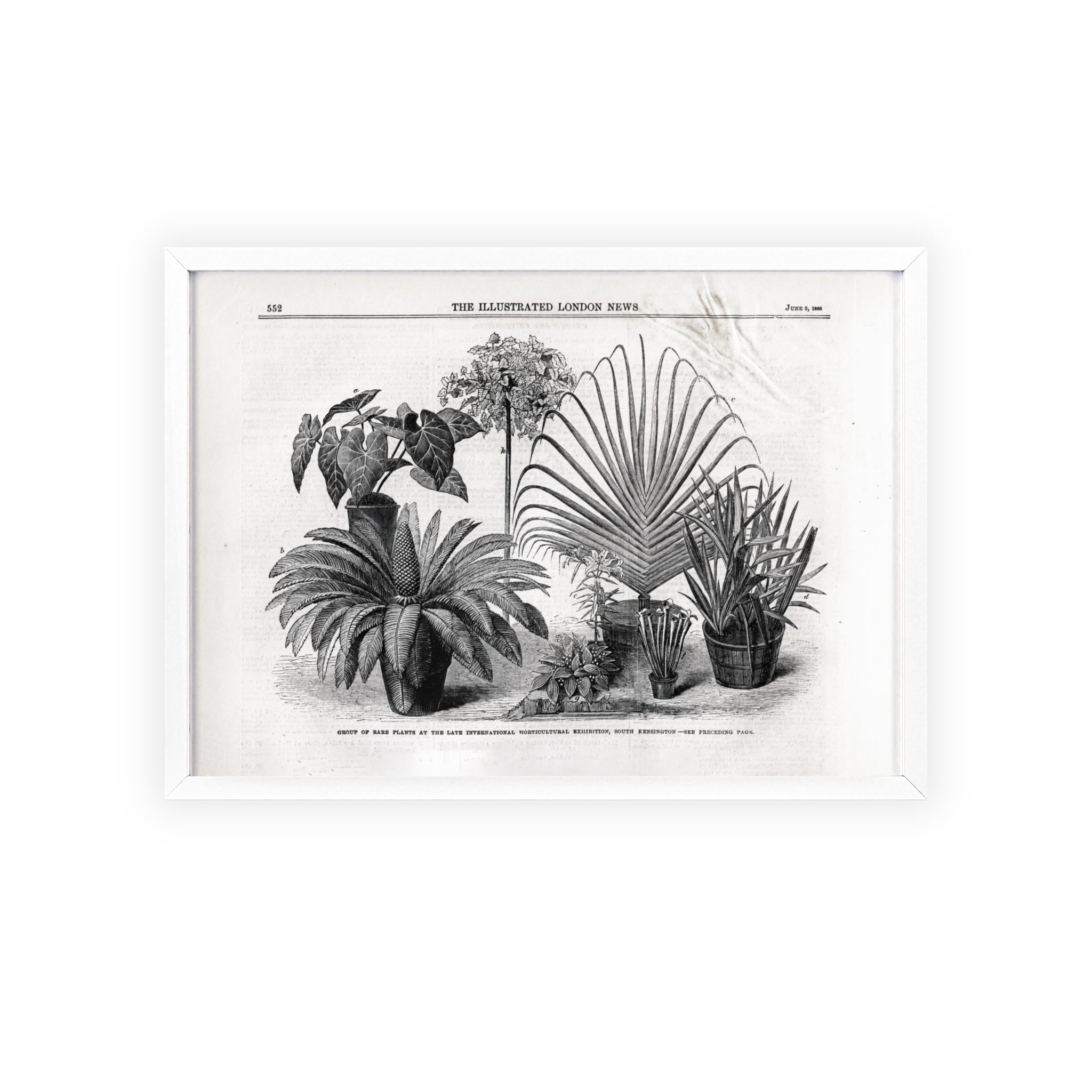 Group of Rare Plants at the International Horticultural Exhibition. Vintage Botanical Print Poster with Wooden Frame — Black & White Plant Illustration