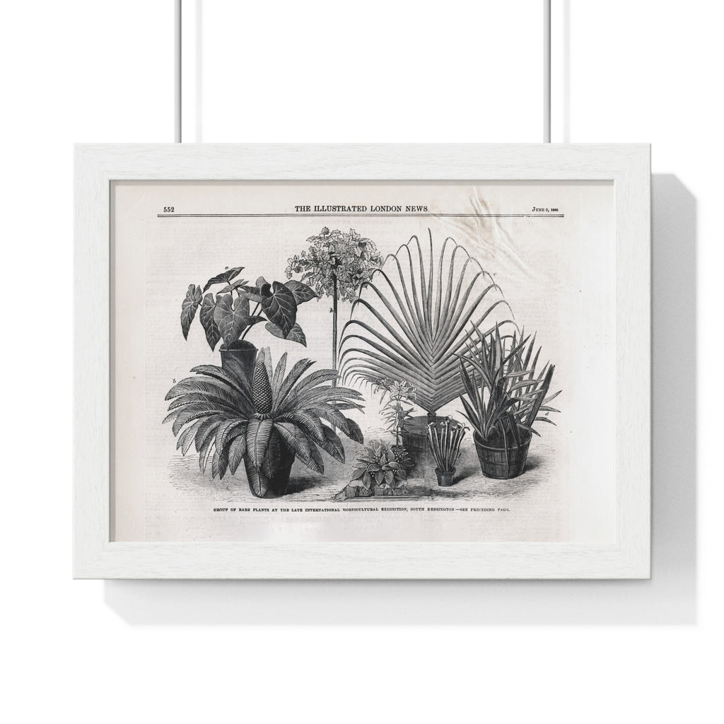 Vintage Botanical Print Framed Poster — Antique Plant Illustration