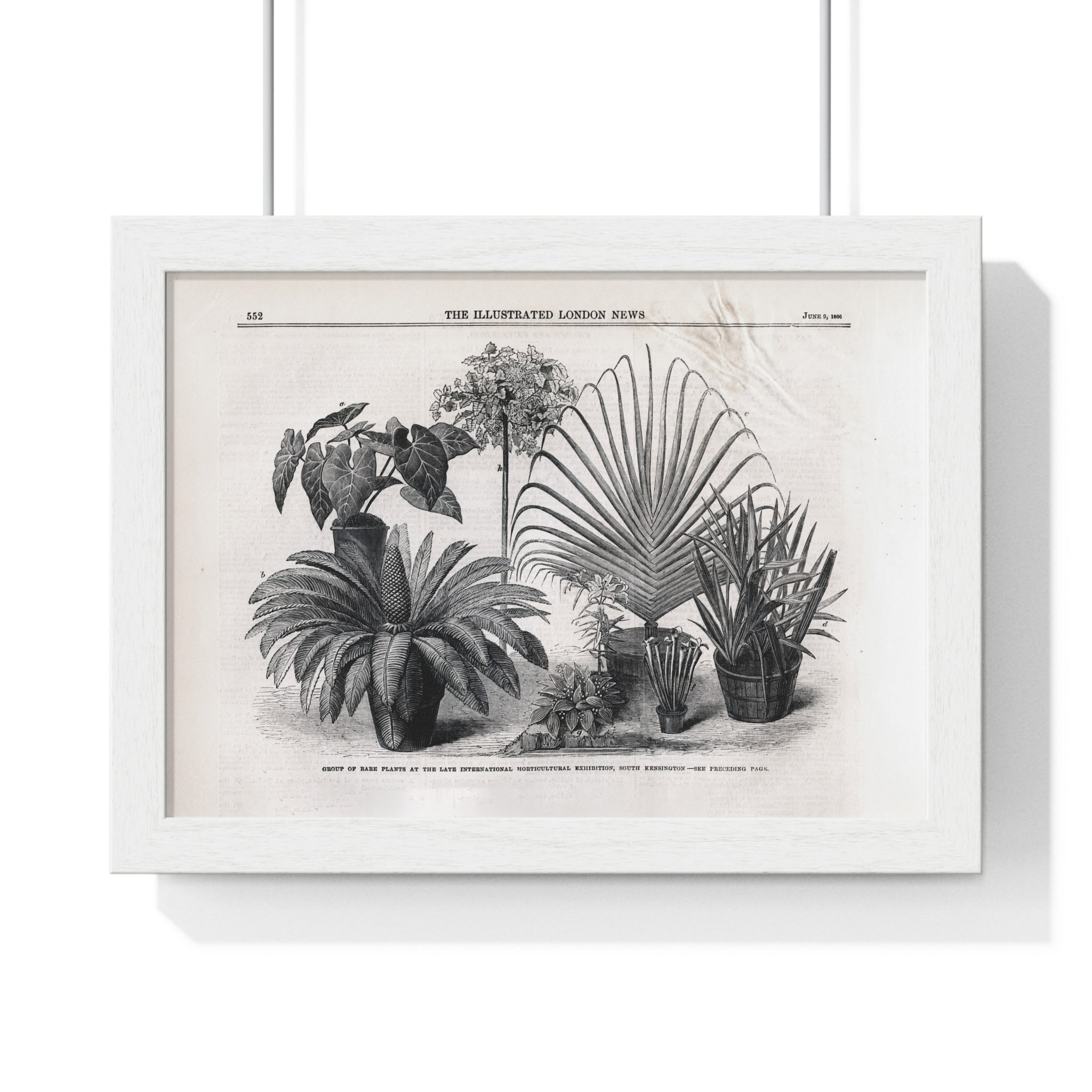 Vintage Botanical Print Framed Poster — Antique Plant Illustration