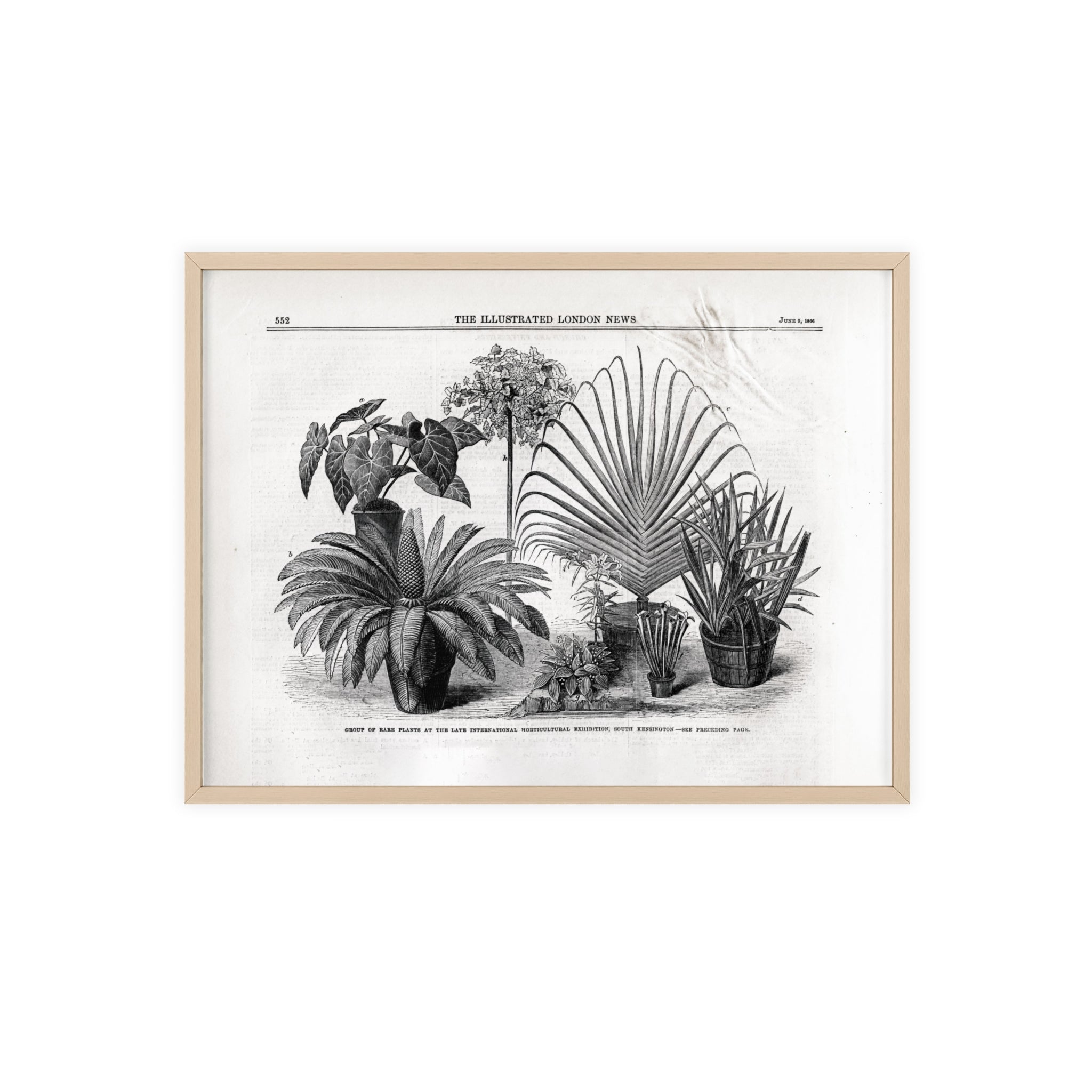 Group of Rare Plants at the International Horticultural Exhibition. Vintage Botanical Print Poster with Wooden Frame — Black & White Plant Illustration