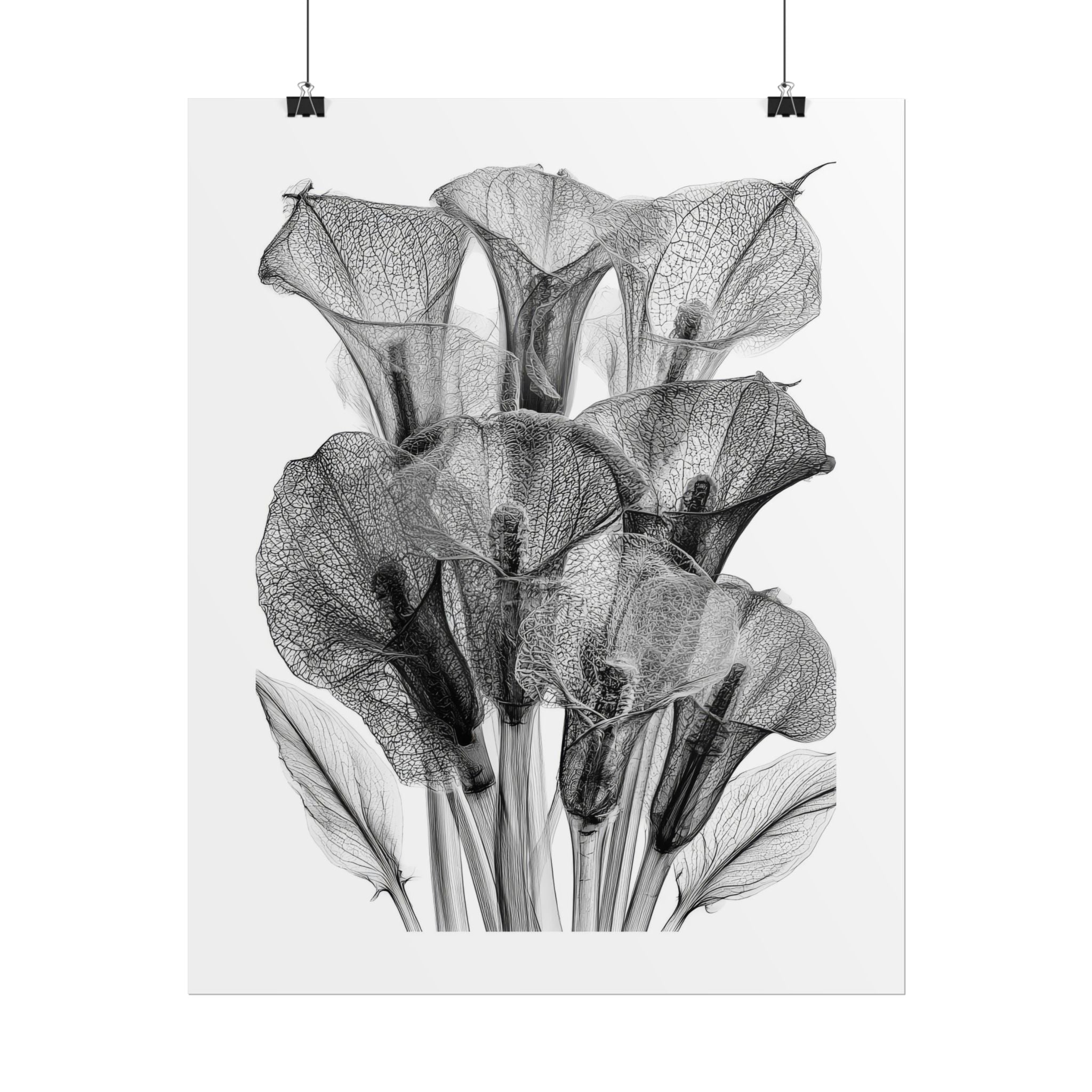 Rolled Poster - Black & White X-Ray Calla Lily Botanical Print