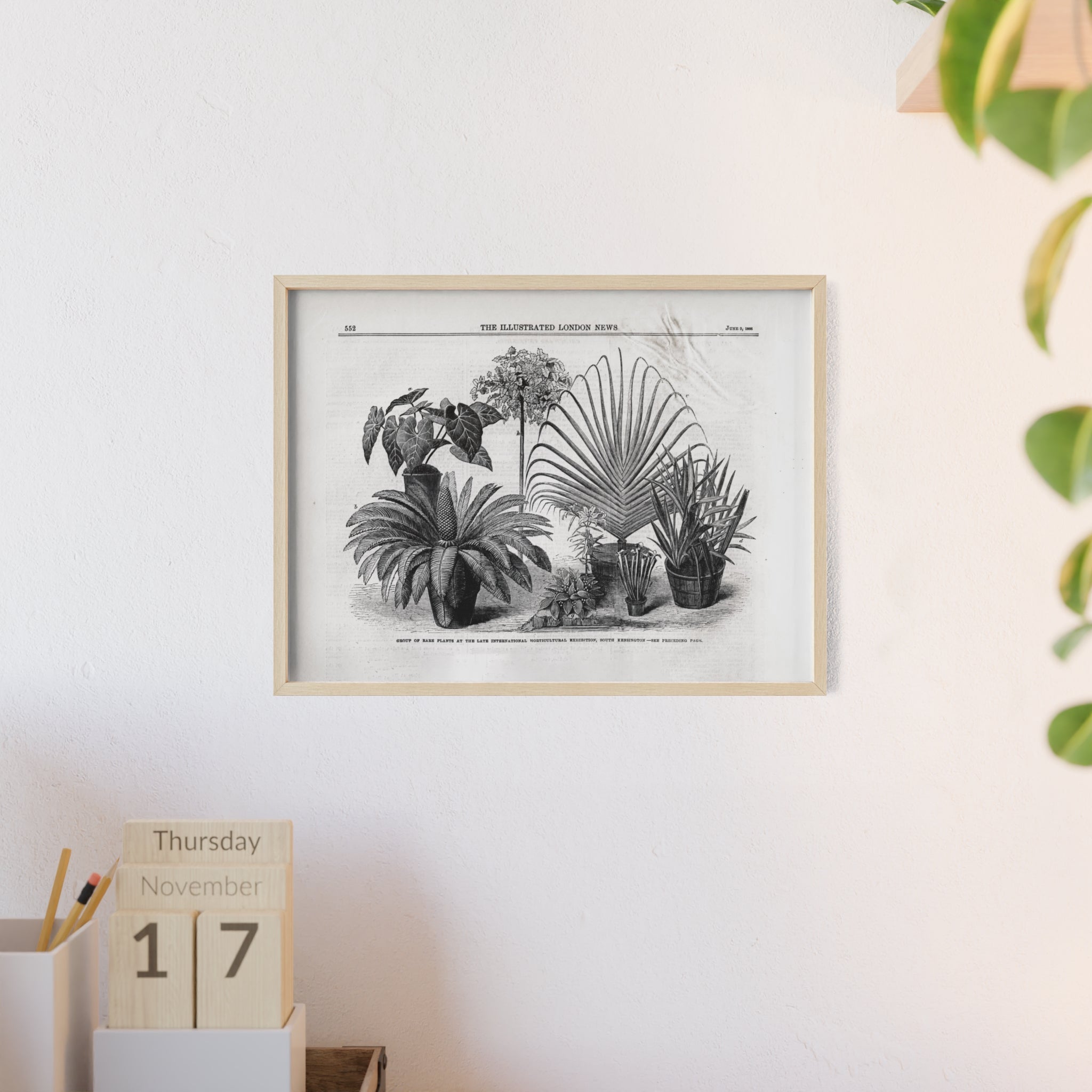 Group of Rare Plants at the International Horticultural Exhibition. Vintage Botanical Print Poster with Wooden Frame — Black & White Plant Illustration