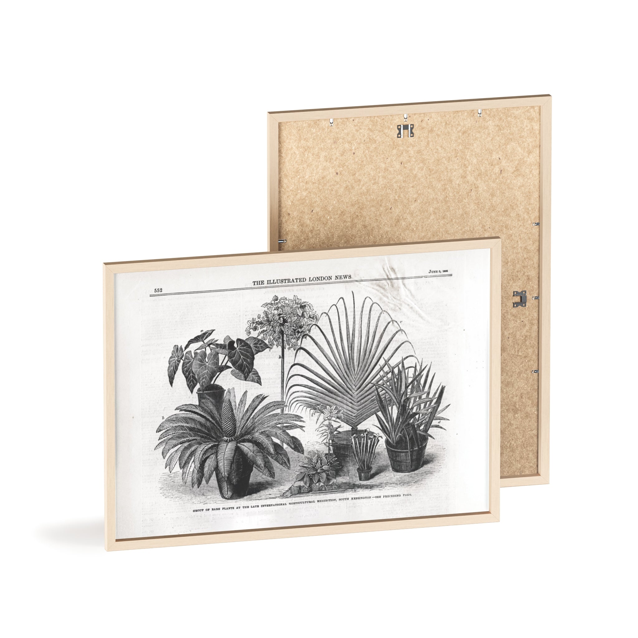 Group of Rare Plants at the International Horticultural Exhibition. Vintage Botanical Print Poster with Wooden Frame — Black & White Plant Illustration