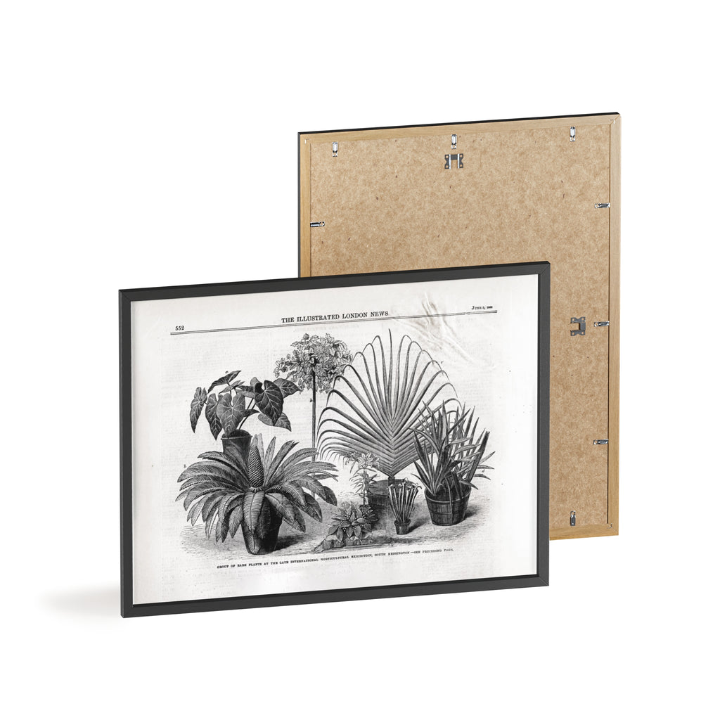 Group of Rare Plants at the International Horticultural Exhibition. Vintage Botanical Print Poster with Wooden Frame — Black & White Plant Illustration