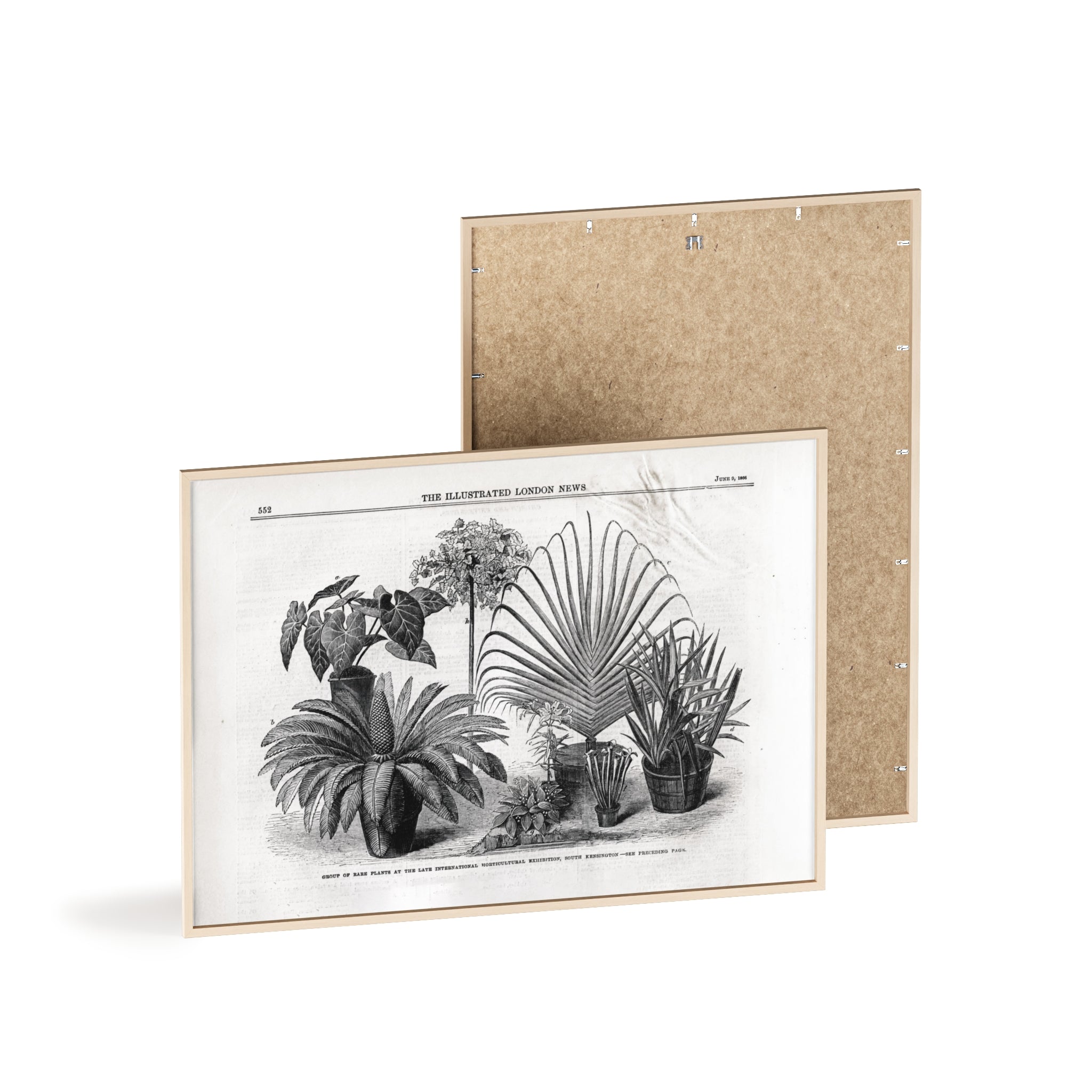 Group of Rare Plants at the International Horticultural Exhibition. Vintage Botanical Print Poster with Wooden Frame — Black & White Plant Illustration