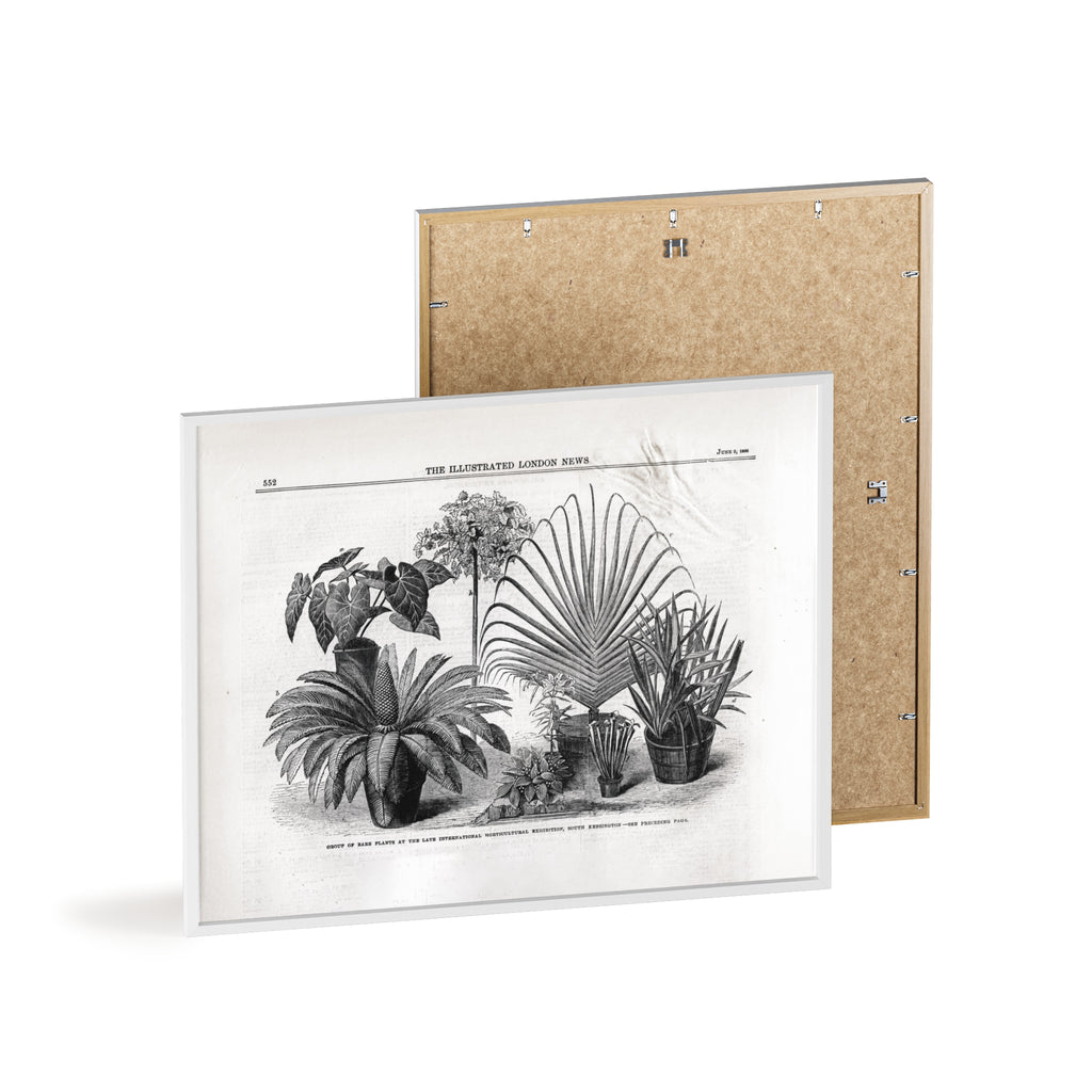 Group of Rare Plants at the International Horticultural Exhibition. Vintage Botanical Print Poster with Wooden Frame — Black & White Plant Illustration