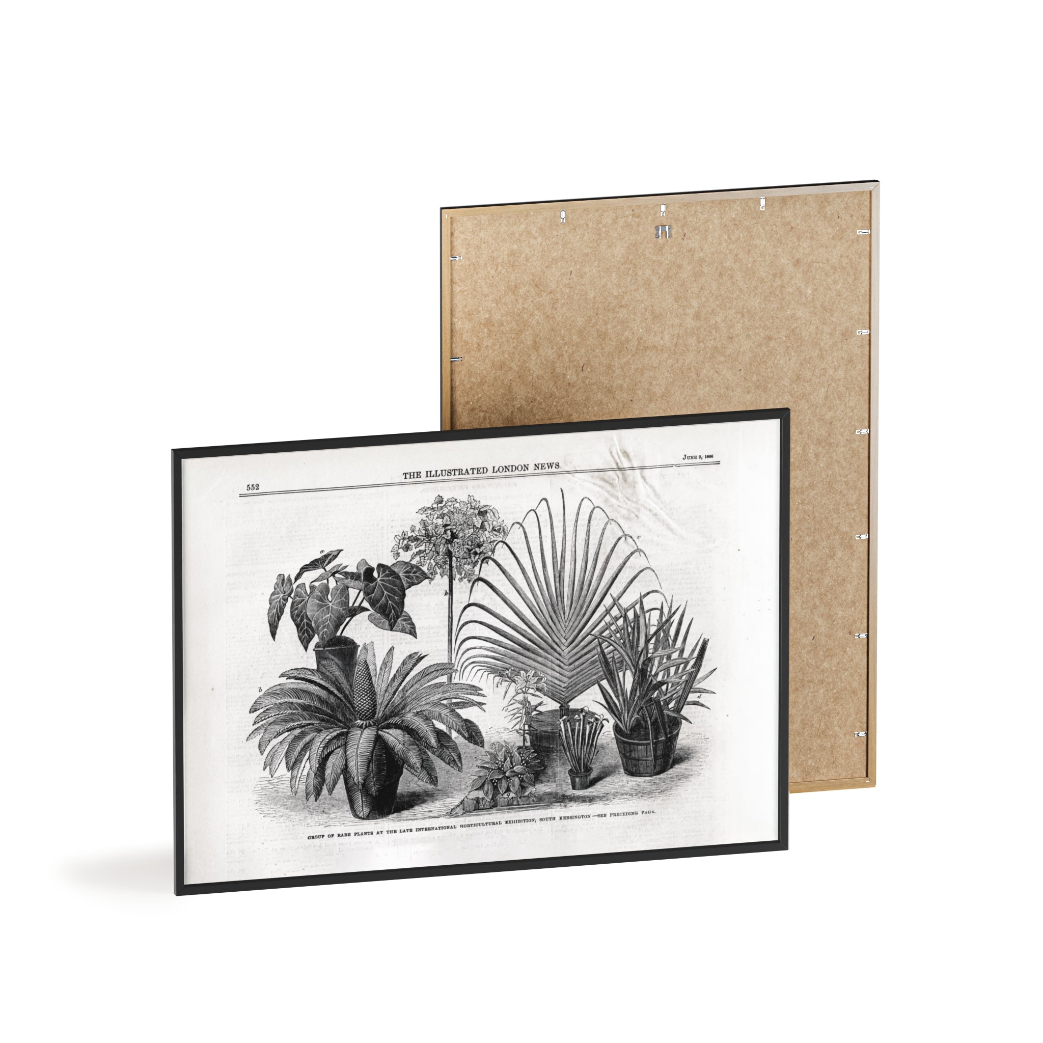 Group of Rare Plants at the International Horticultural Exhibition. Vintage Botanical Print Poster with Wooden Frame — Black & White Plant Illustration