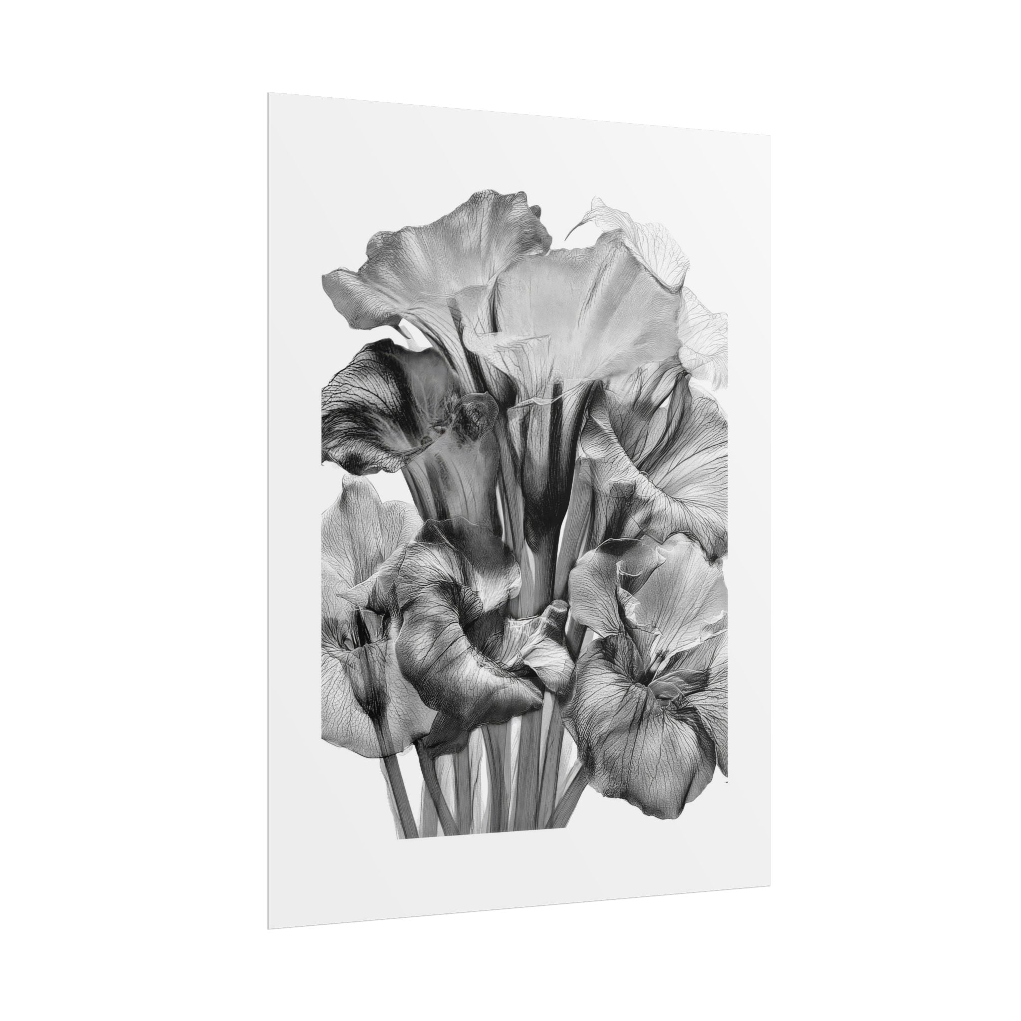 Black & White Iris Botanical Poster — Monochrome Floral Wall Art (Rolled Poster)