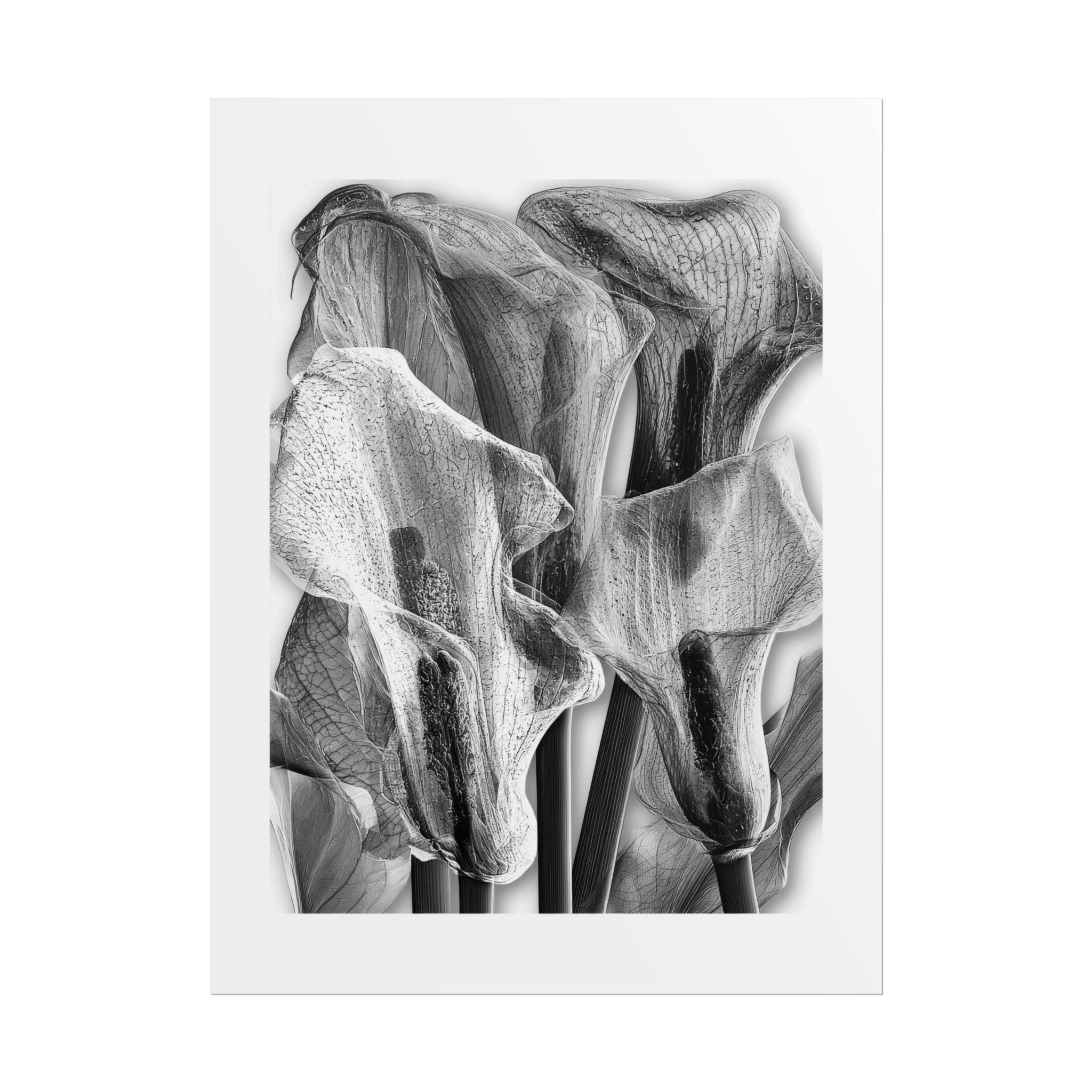 Black & White Calla Lily Poster — Minimal Floral Wall Art, Rolled Art Print for Living Room & Bedroom