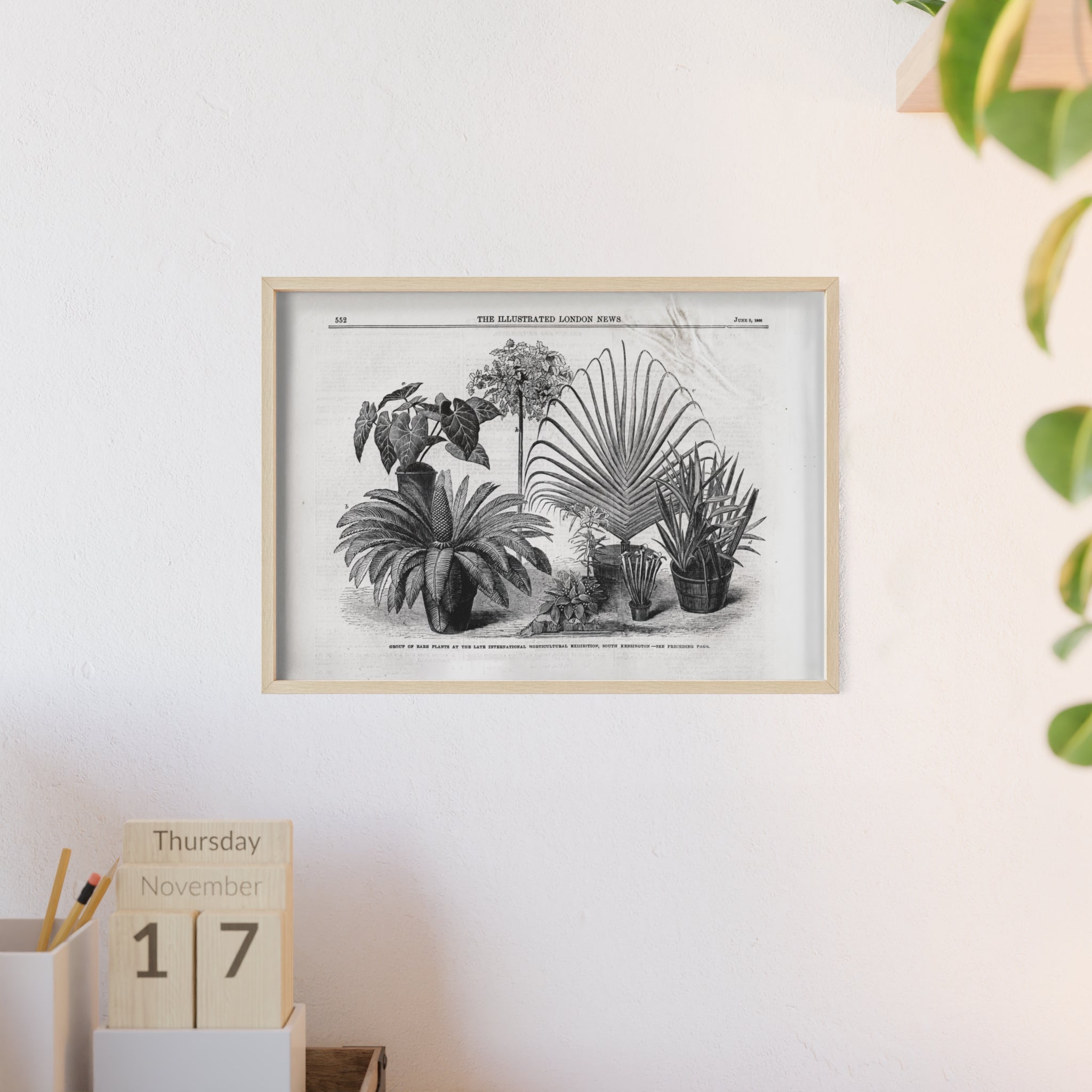 Group of Rare Plants at the International Horticultural Exhibition. Vintage Botanical Print Poster with Wooden Frame — Black & White Plant Illustration