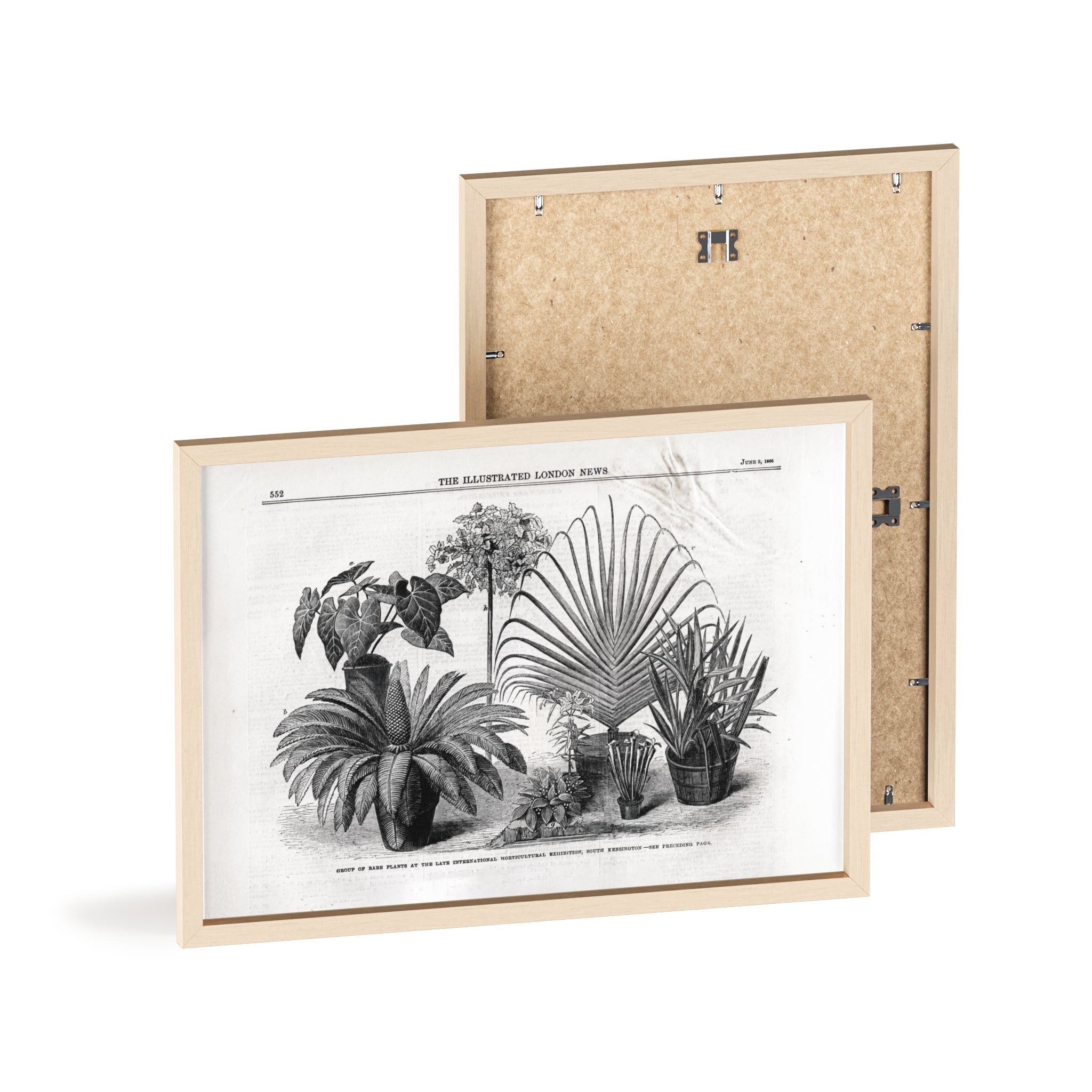 Group of Rare Plants at the International Horticultural Exhibition. Vintage Botanical Print Poster with Wooden Frame — Black & White Plant Illustration