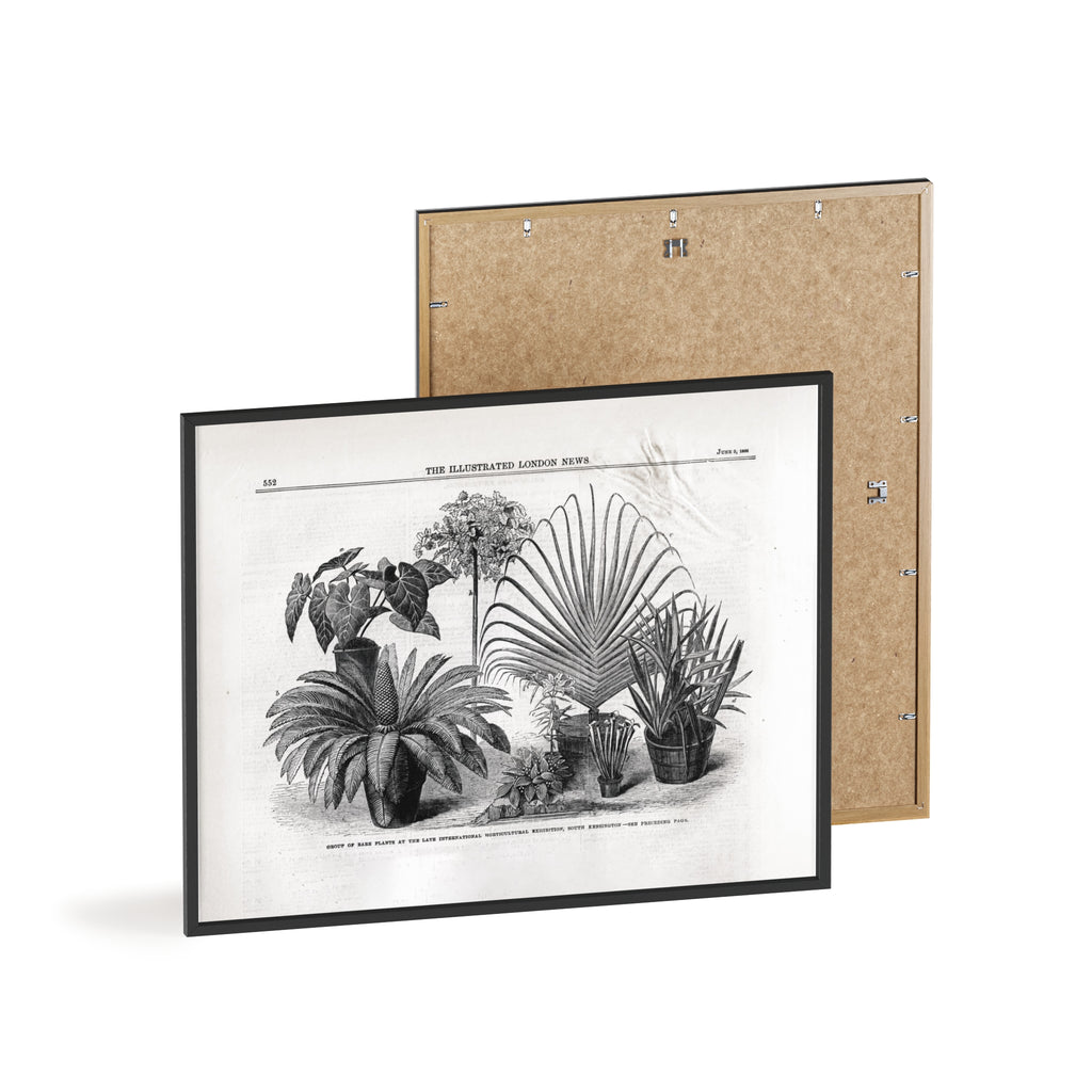 Group of Rare Plants at the International Horticultural Exhibition. Vintage Botanical Print Poster with Wooden Frame — Black & White Plant Illustration