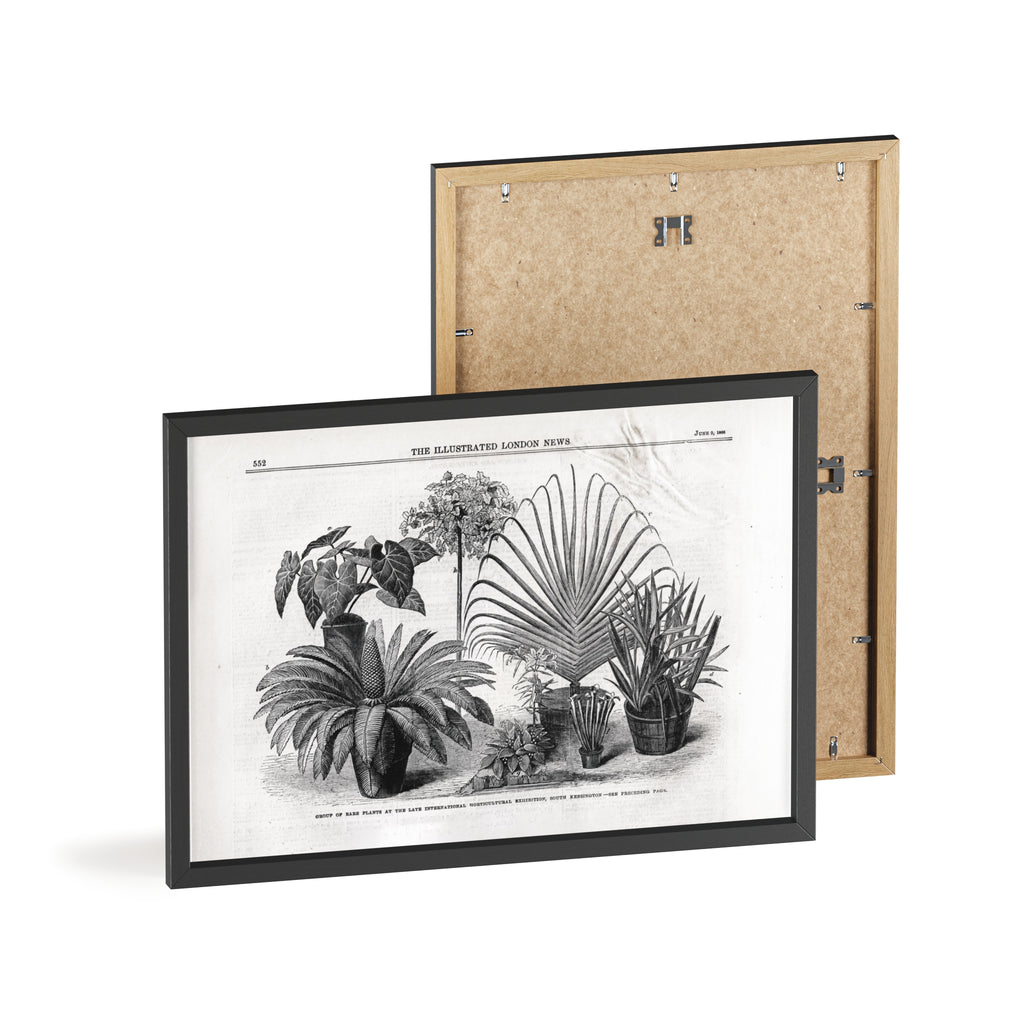 Group of Rare Plants at the International Horticultural Exhibition. Vintage Botanical Print Poster with Wooden Frame — Black & White Plant Illustration