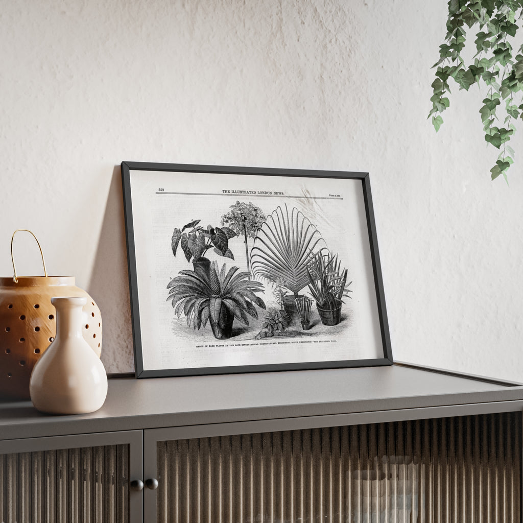 Group of Rare Plants at the International Horticultural Exhibition. Vintage Botanical Print Poster with Wooden Frame — Black & White Plant Illustration