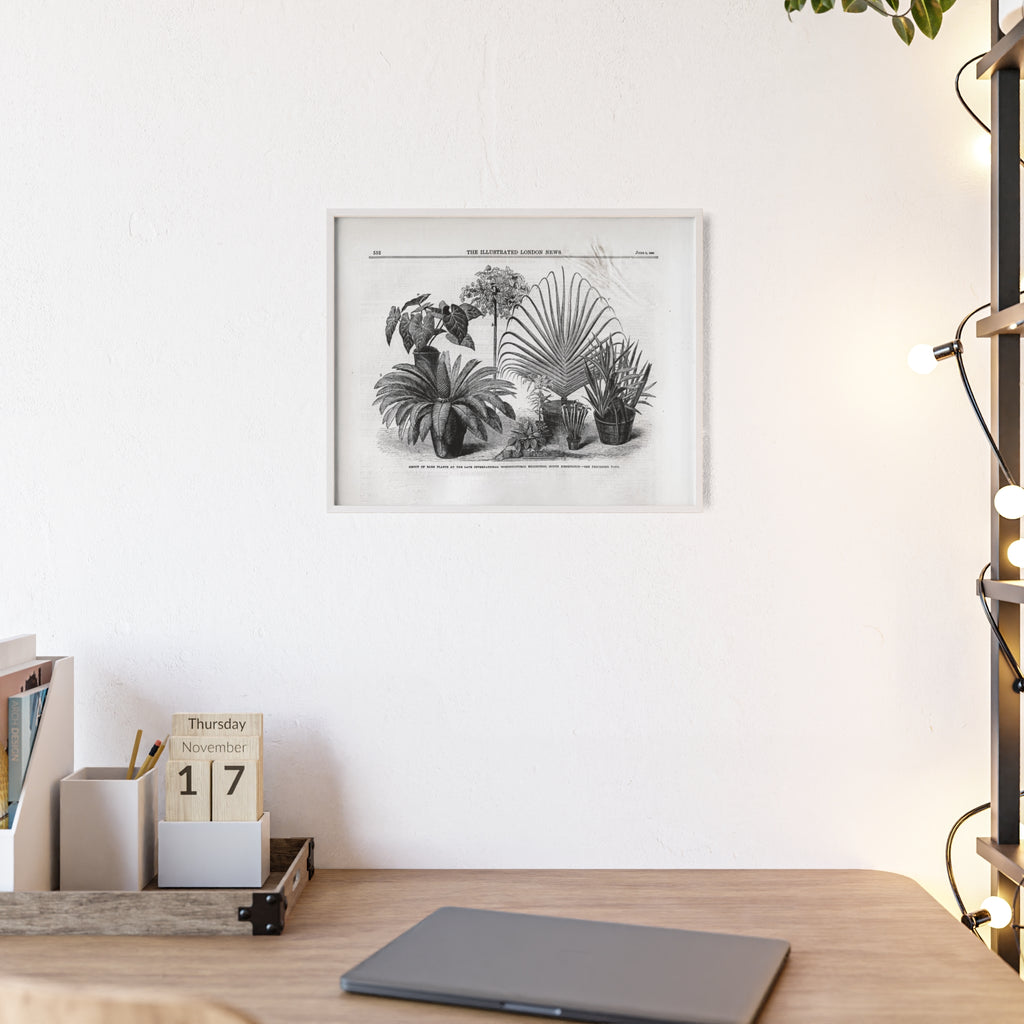 Group of Rare Plants at the International Horticultural Exhibition. Vintage Botanical Print Poster with Wooden Frame — Black & White Plant Illustration