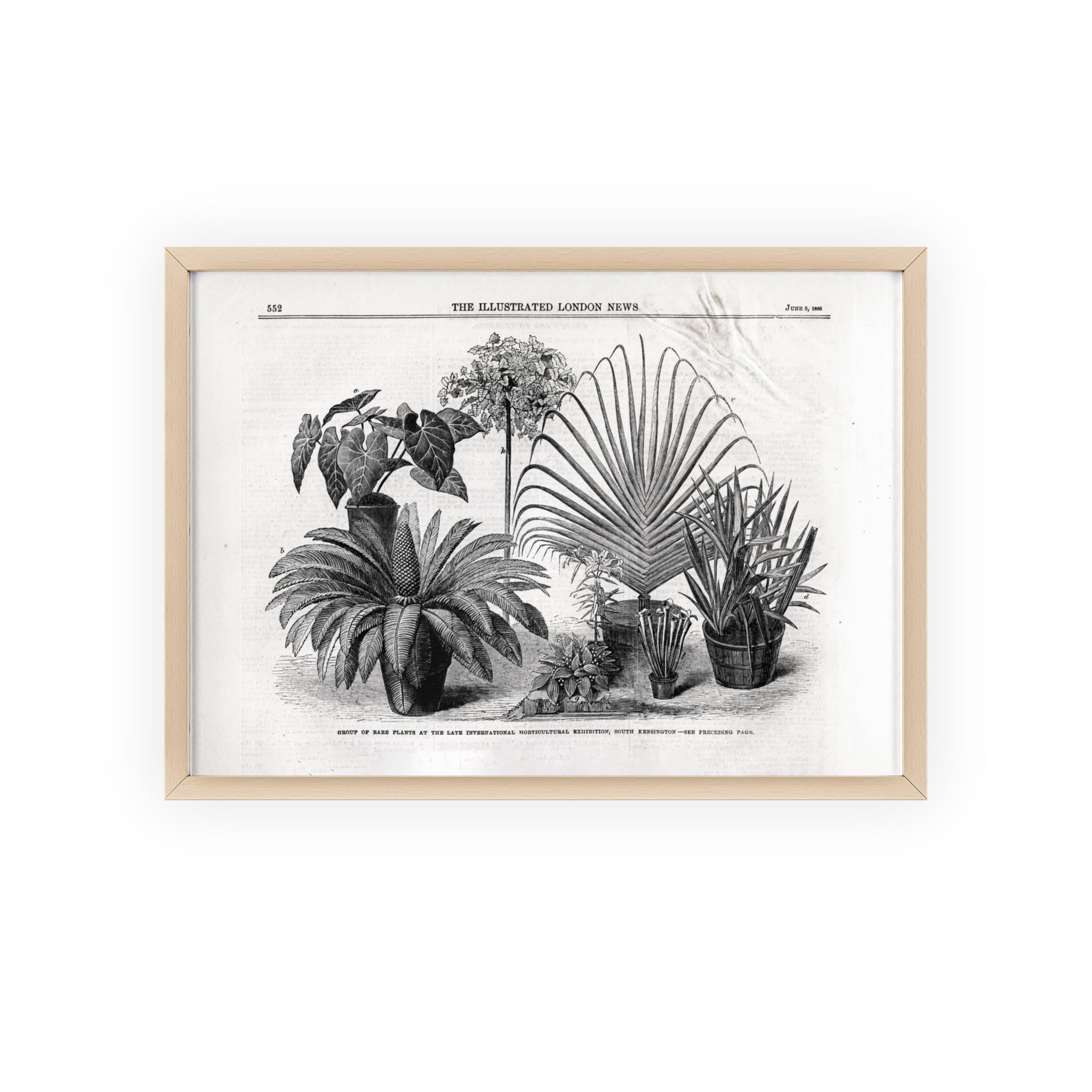 Group of Rare Plants at the International Horticultural Exhibition. Vintage Botanical Print Poster with Wooden Frame — Black & White Plant Illustration