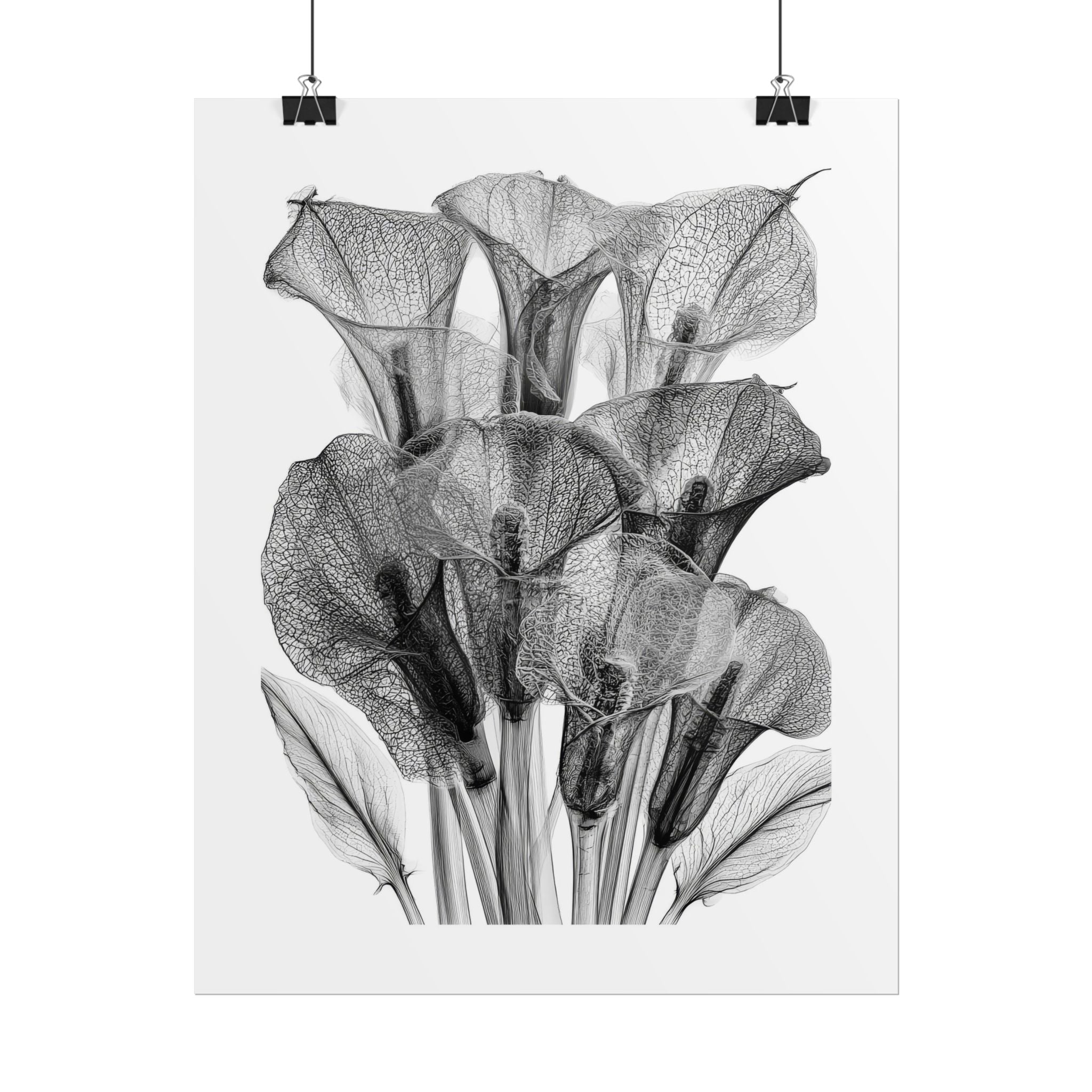 Rolled Poster - Black & White X-Ray Calla Lily Botanical Print