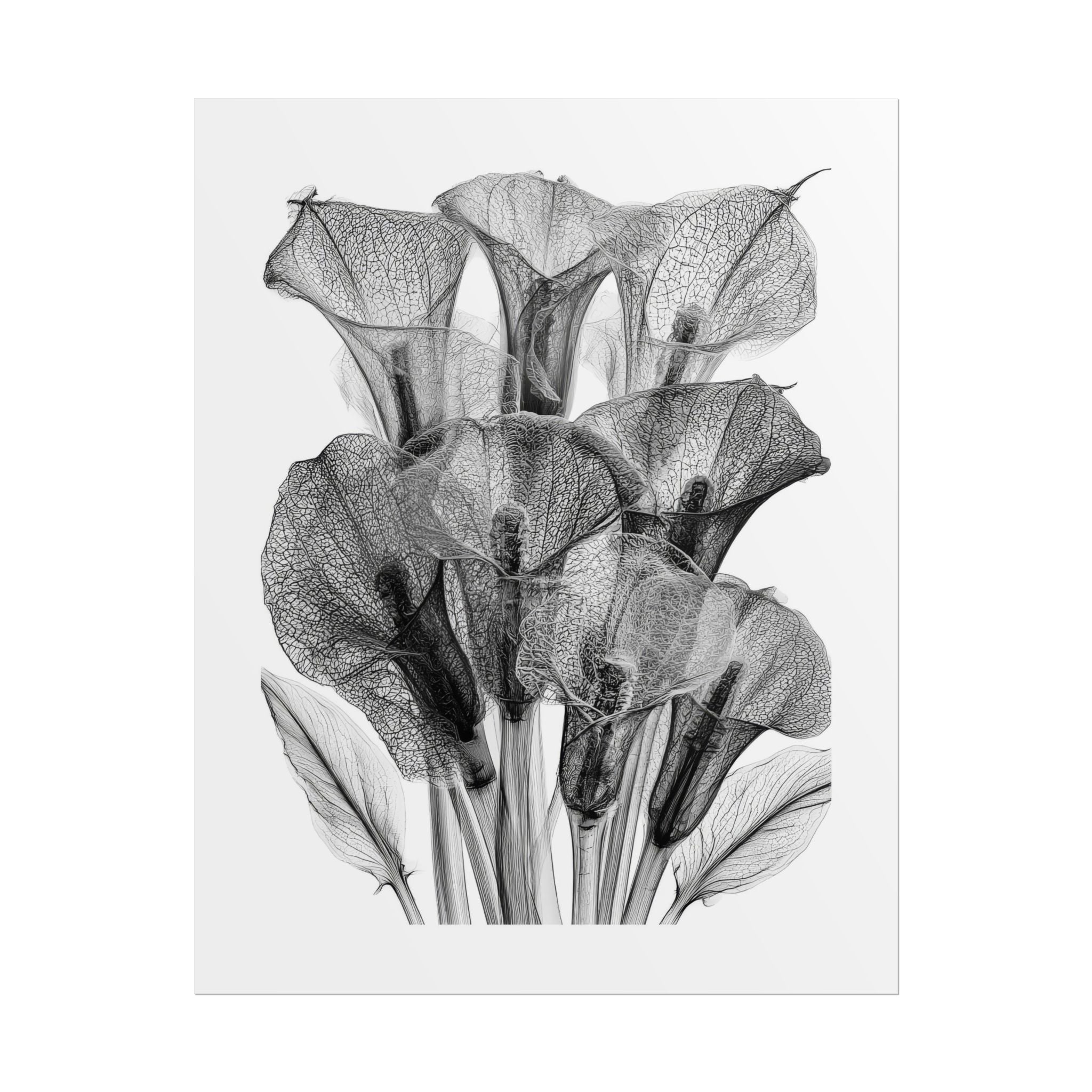 Rolled Poster - Black & White X-Ray Calla Lily Botanical Print