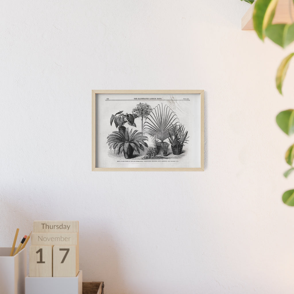 Group of Rare Plants at the International Horticultural Exhibition. Vintage Botanical Print Poster with Wooden Frame — Black & White Plant Illustration