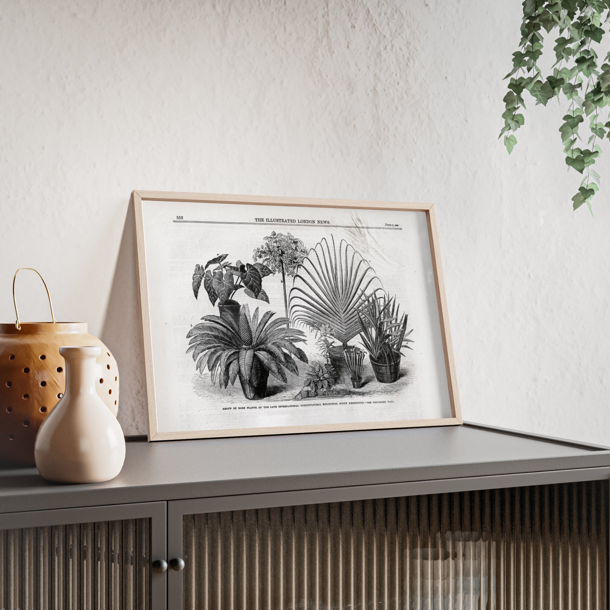 Group of Rare Plants at the International Horticultural Exhibition. Vintage Botanical Print Poster with Wooden Frame — Black & White Plant Illustration