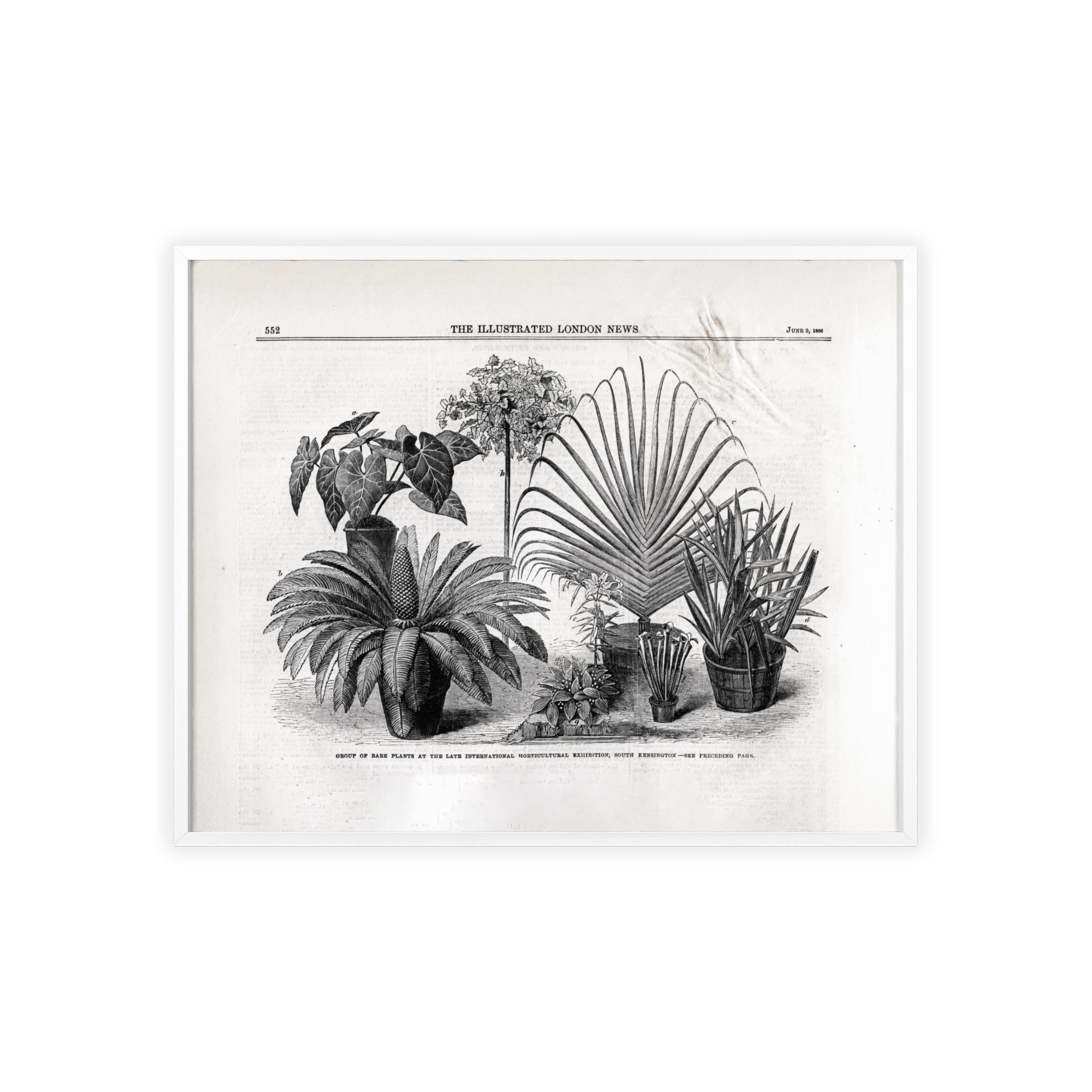 Group of Rare Plants at the International Horticultural Exhibition. Vintage Botanical Print Poster with Wooden Frame — Black & White Plant Illustration