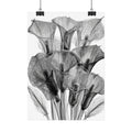 Calla Lily X-ray Poster — Minimalist Botanical Wall Art