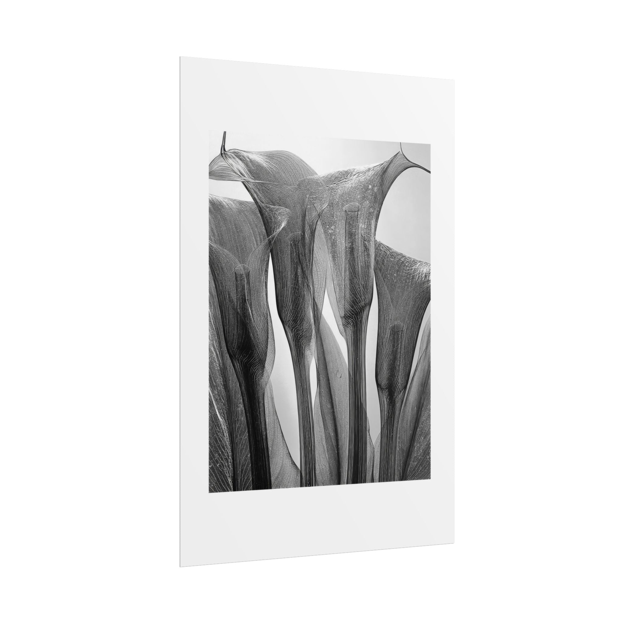 Abstract Botanical Poster — Black & White Calla Lily Photography (Rolled Poster)