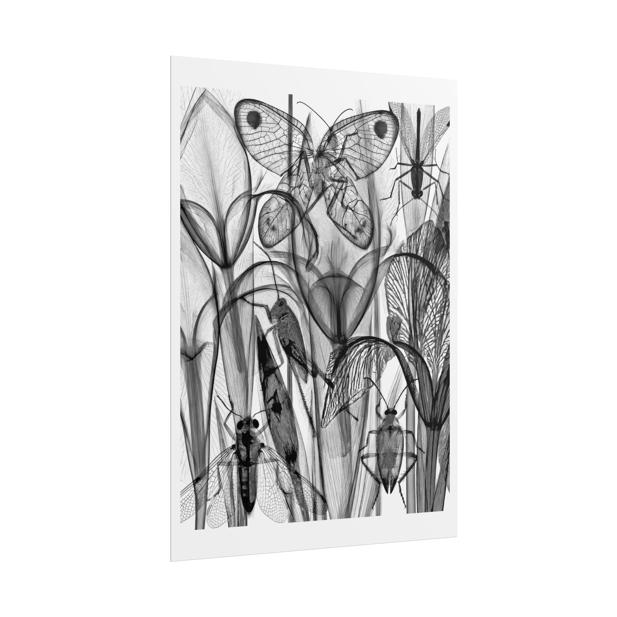 Botanical Insect X‑Ray Rolled Poster — Monochrome Moths & Beetles Art Print