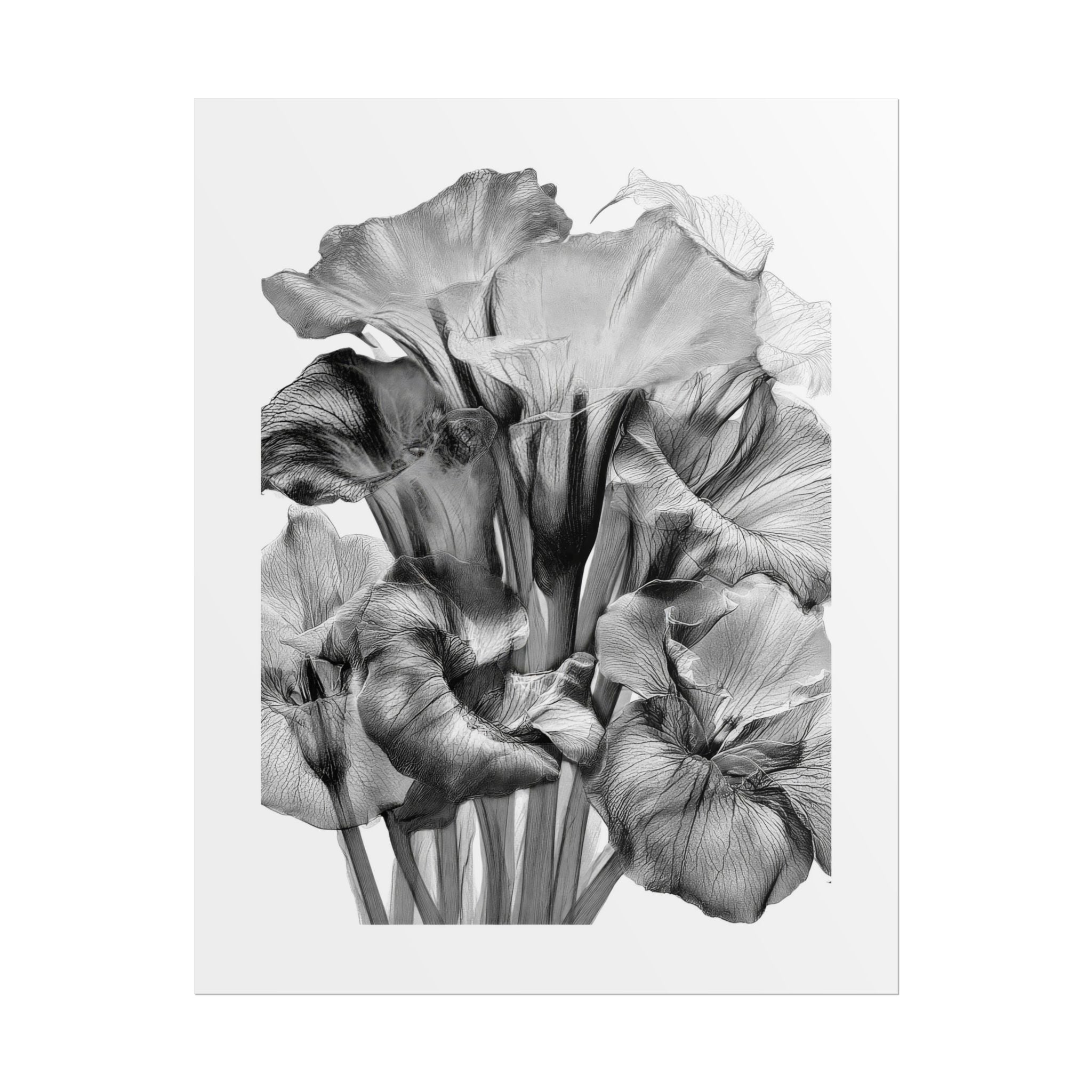 Black & White Iris Botanical Poster — Monochrome Floral Wall Art (Rolled Poster)