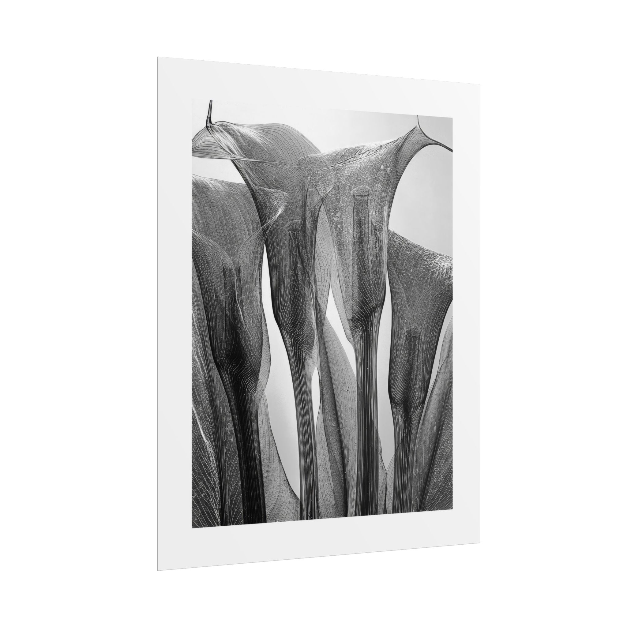 Abstract Botanical Poster — Black & White Calla Lily Photography (Rolled Poster)