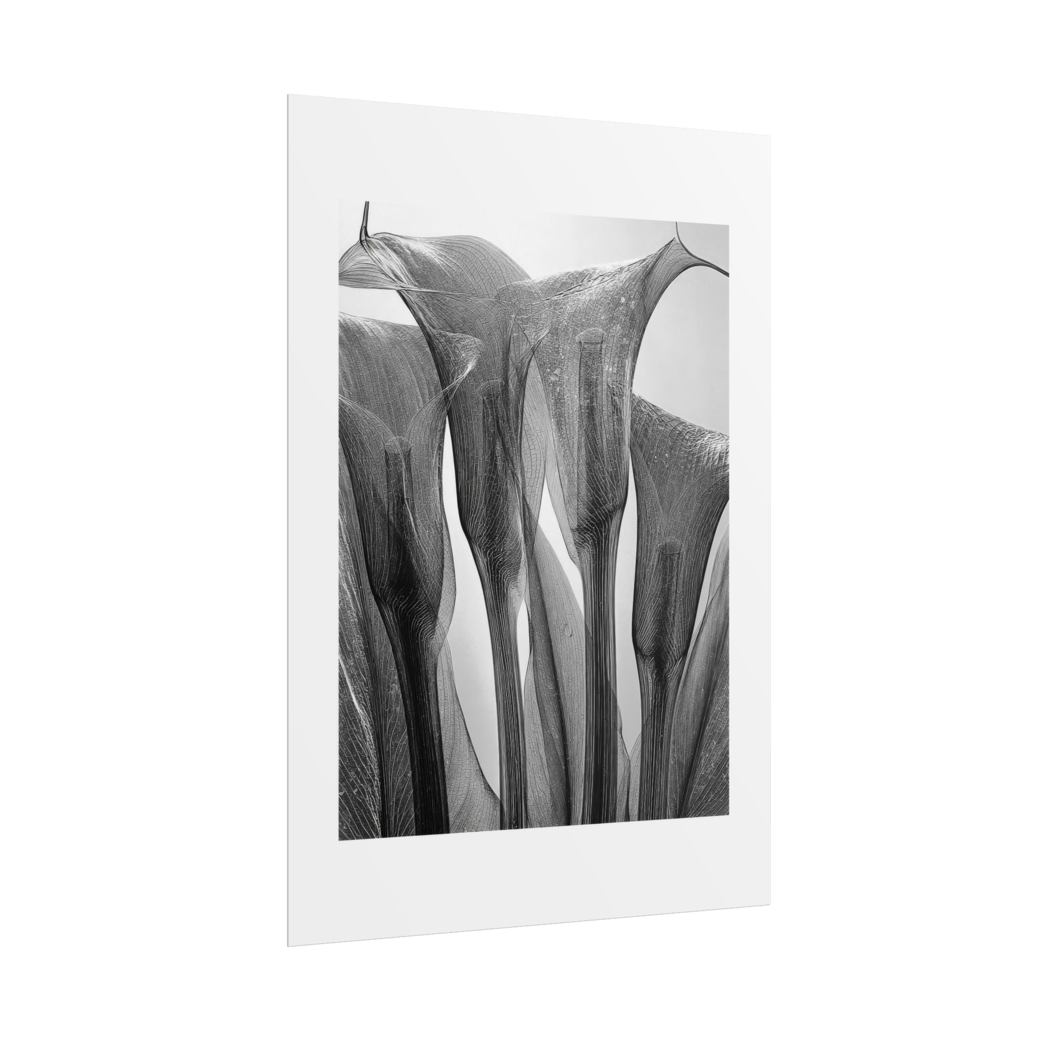 Abstract Botanical Poster — Black & White Calla Lily Photography (Rolled Poster)