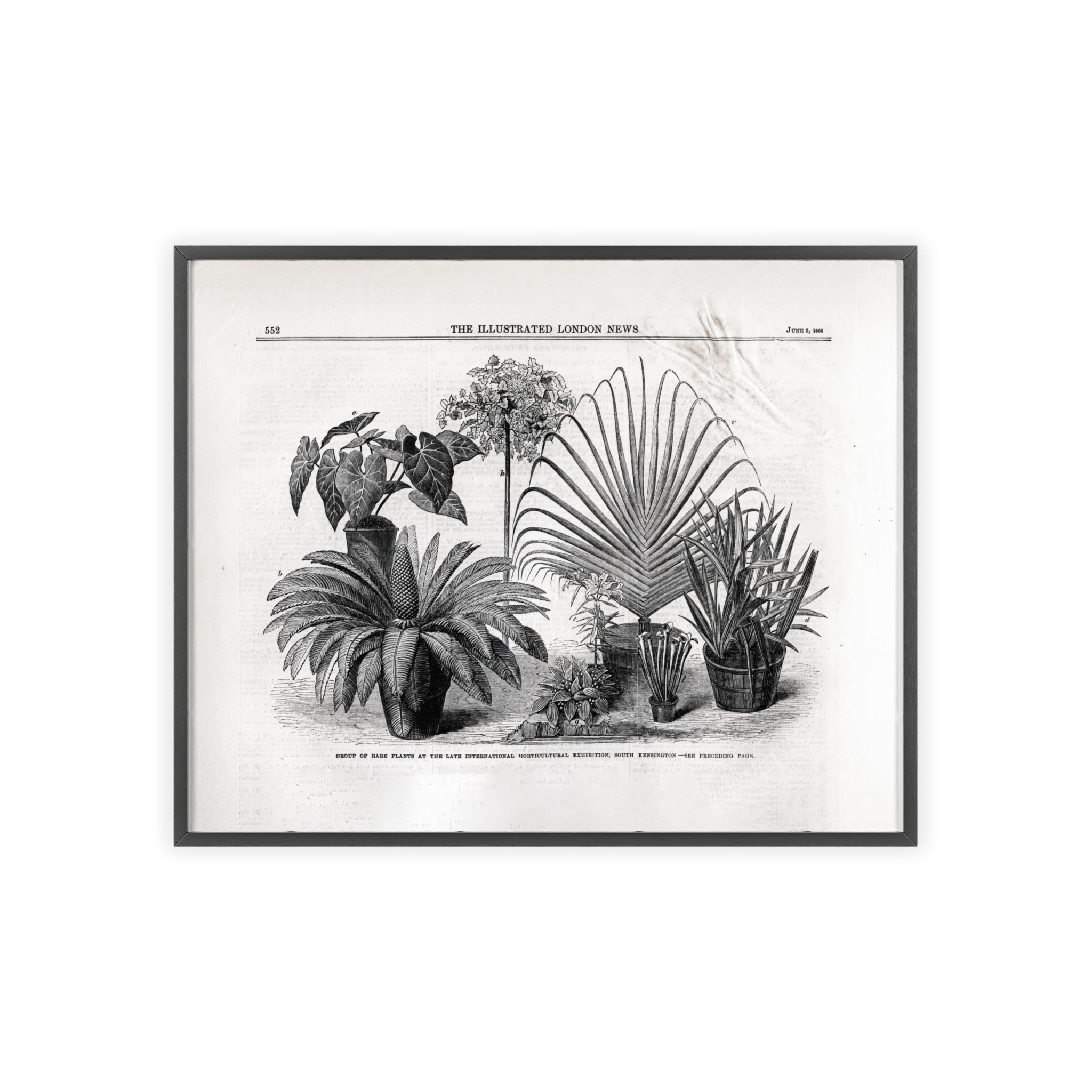 Group of Rare Plants at the International Horticultural Exhibition. Vintage Botanical Print Poster with Wooden Frame — Black & White Plant Illustration