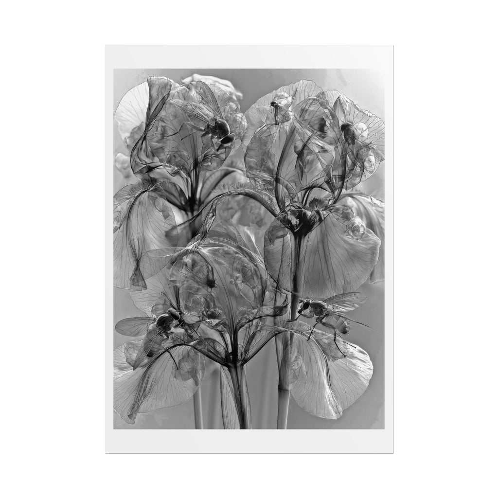 Rolled Poster — Monochrome X-Ray Floral Art Print