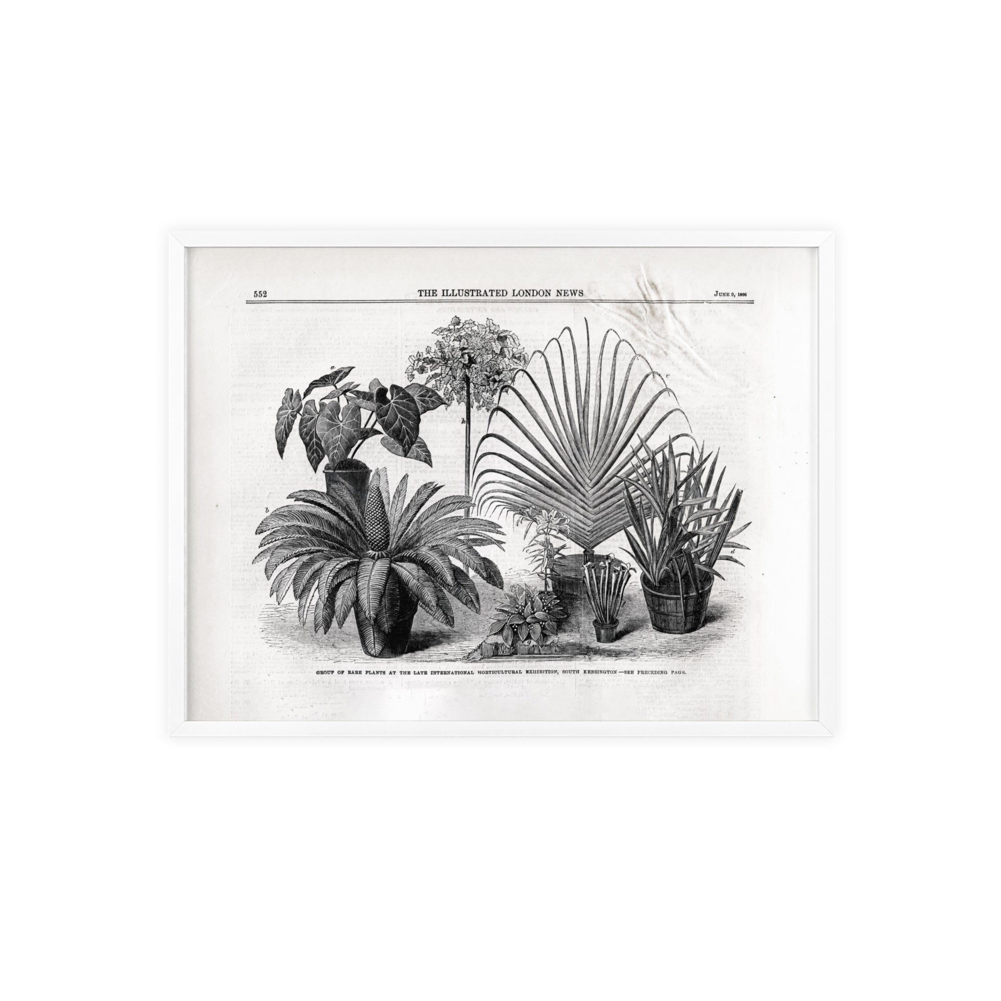 Group of Rare Plants at the International Horticultural Exhibition. Vintage Botanical Print Poster with Wooden Frame — Black & White Plant Illustration