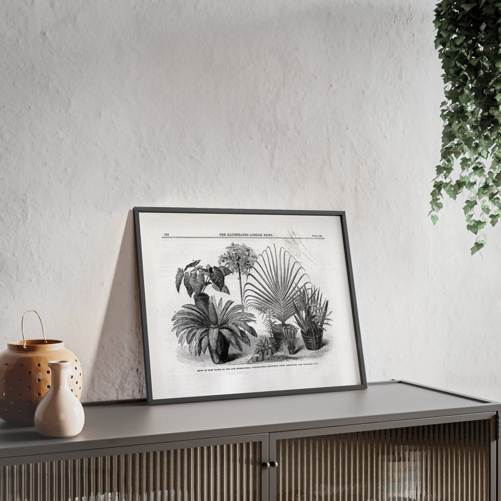 Group of Rare Plants at the International Horticultural Exhibition. Vintage Botanical Print Poster with Wooden Frame — Black & White Plant Illustration