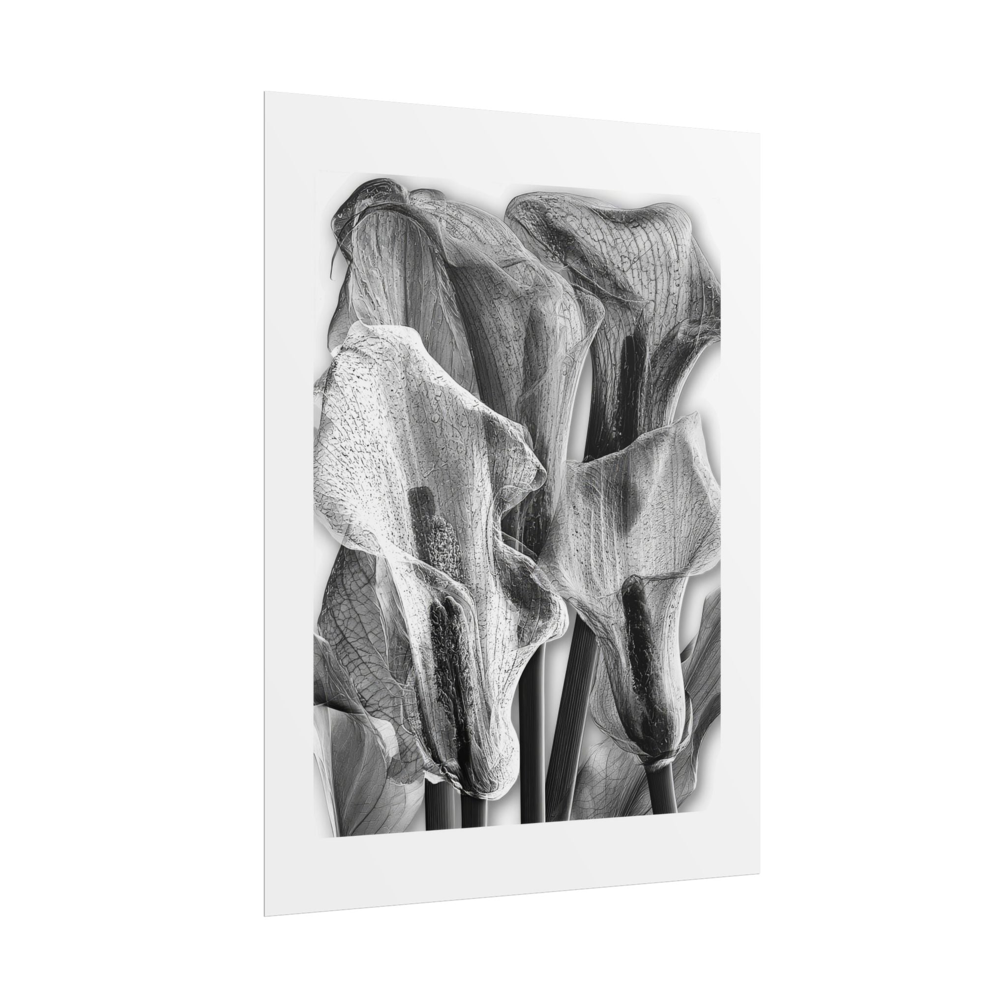 Black & White Calla Lily Poster — Minimal Floral Wall Art, Rolled Art Print for Living Room & Bedroom
