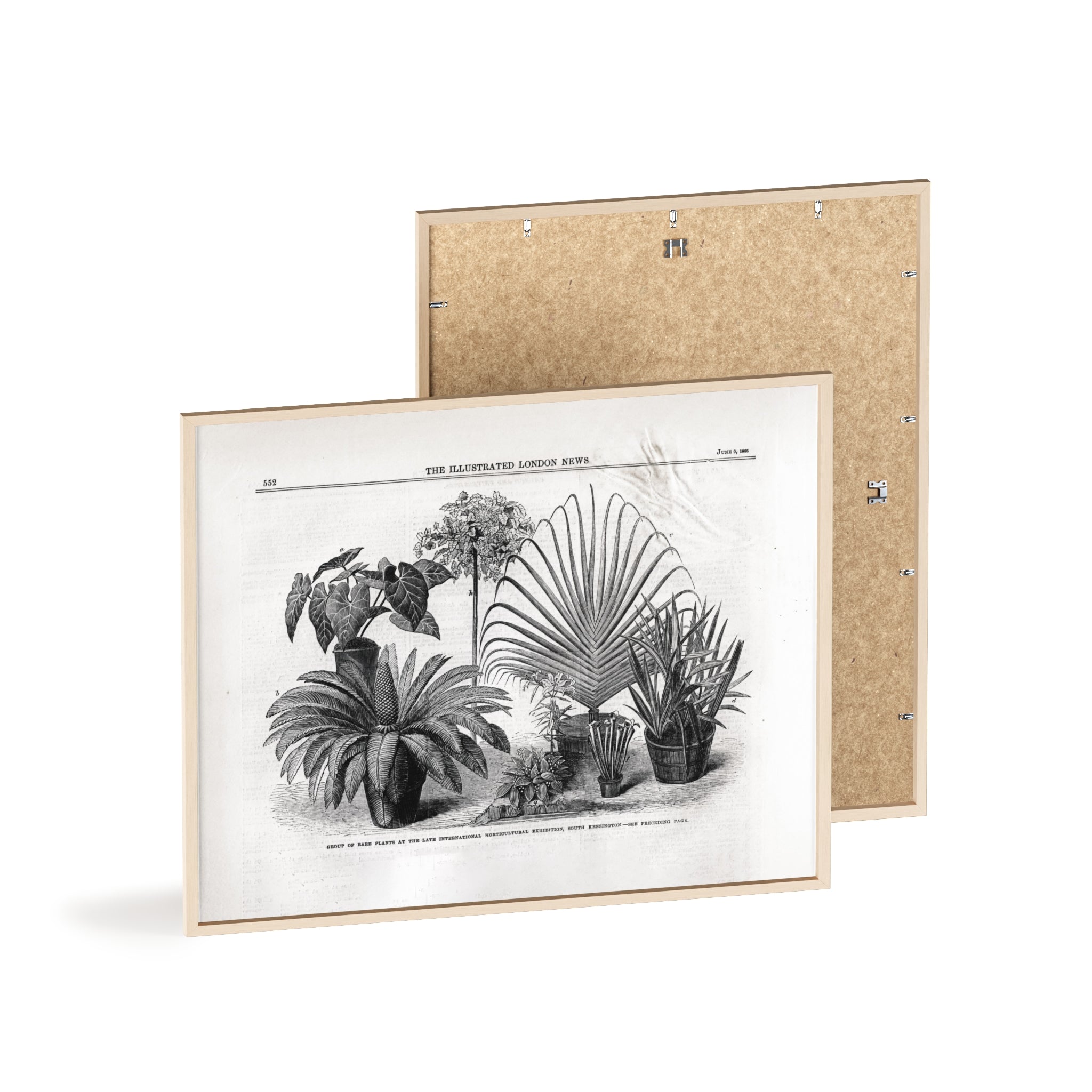 Group of Rare Plants at the International Horticultural Exhibition. Vintage Botanical Print Poster with Wooden Frame — Black & White Plant Illustration