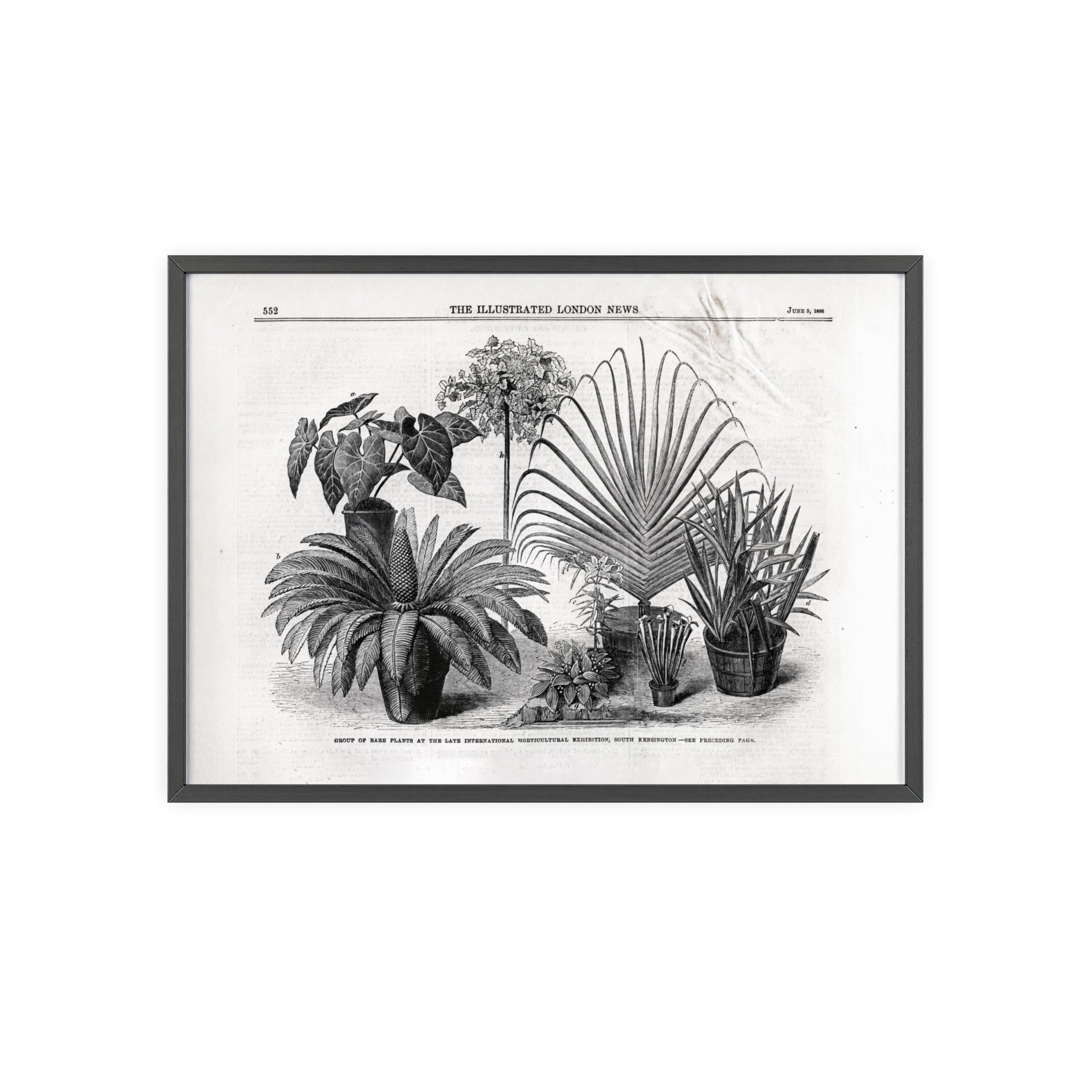 Group of Rare Plants at the International Horticultural Exhibition. Vintage Botanical Print Poster with Wooden Frame — Black & White Plant Illustration