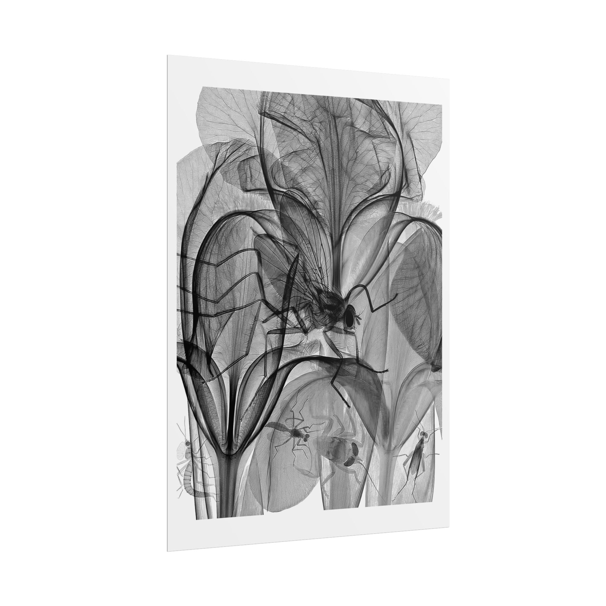 Botanical X-Ray Art Poster — Monochrome Floral Rolled Print
