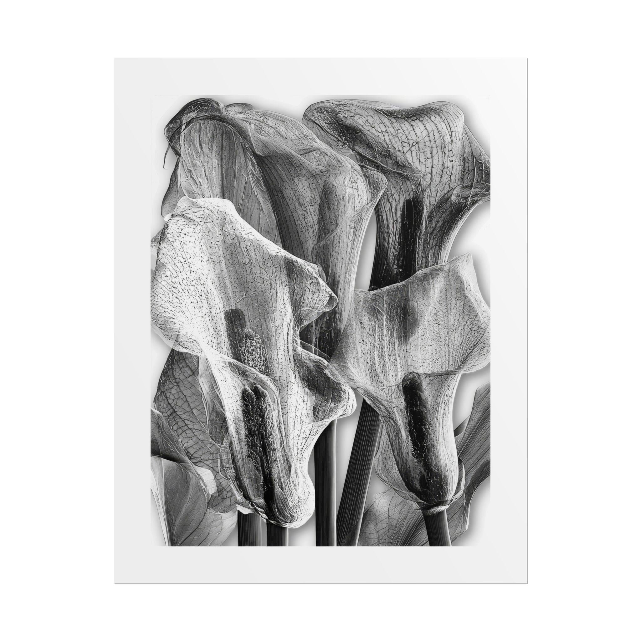 Black & White Calla Lily Poster — Minimal Floral Wall Art, Rolled Art Print for Living Room & Bedroom