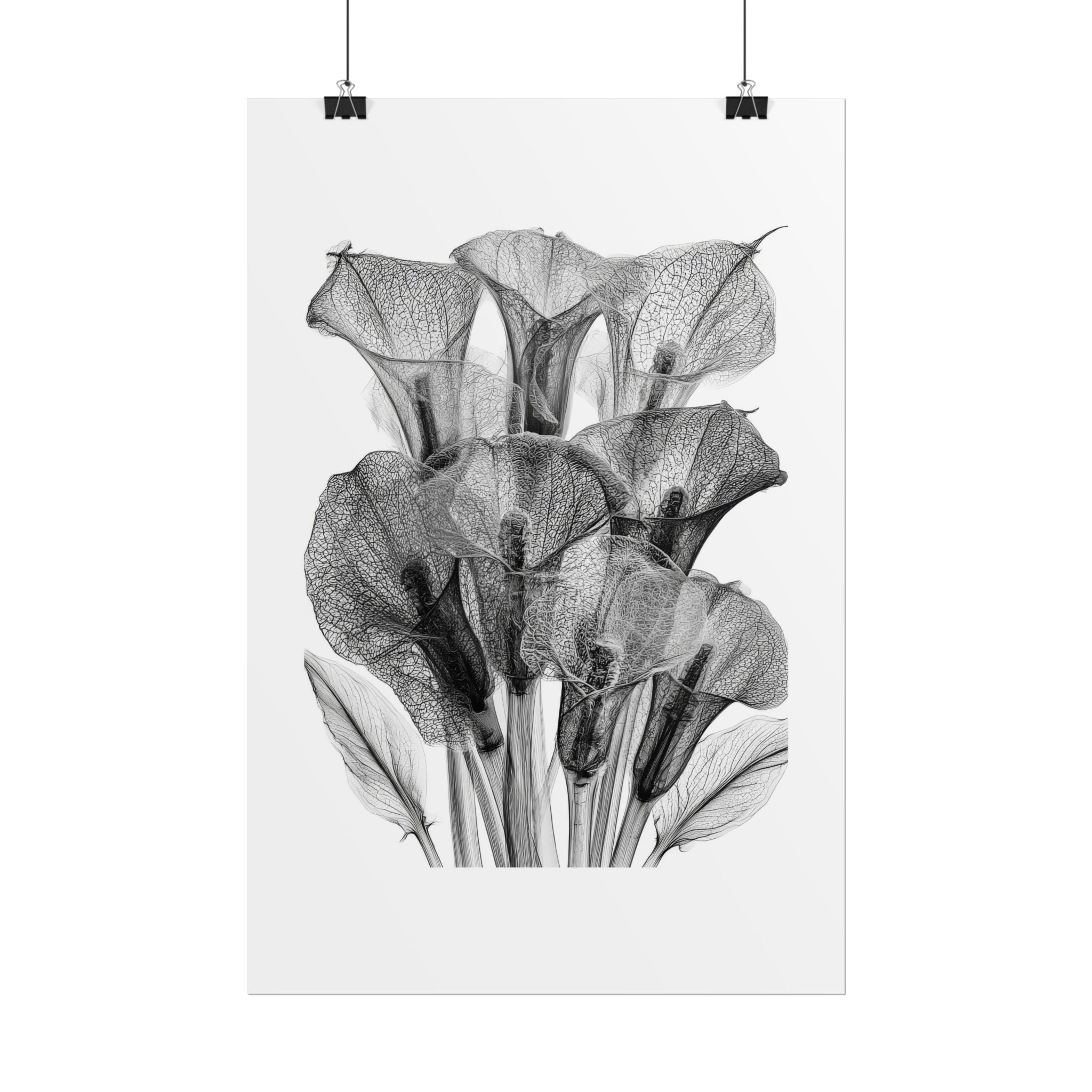 Rolled Poster - Black & White X-Ray Calla Lily Botanical Print